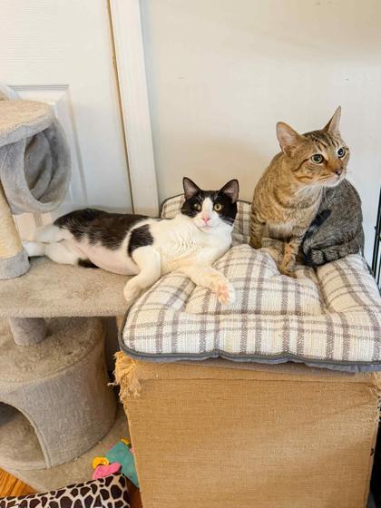 Cameron, a Adoptable Domestic Short Hair in Malvern, PA image 3/3