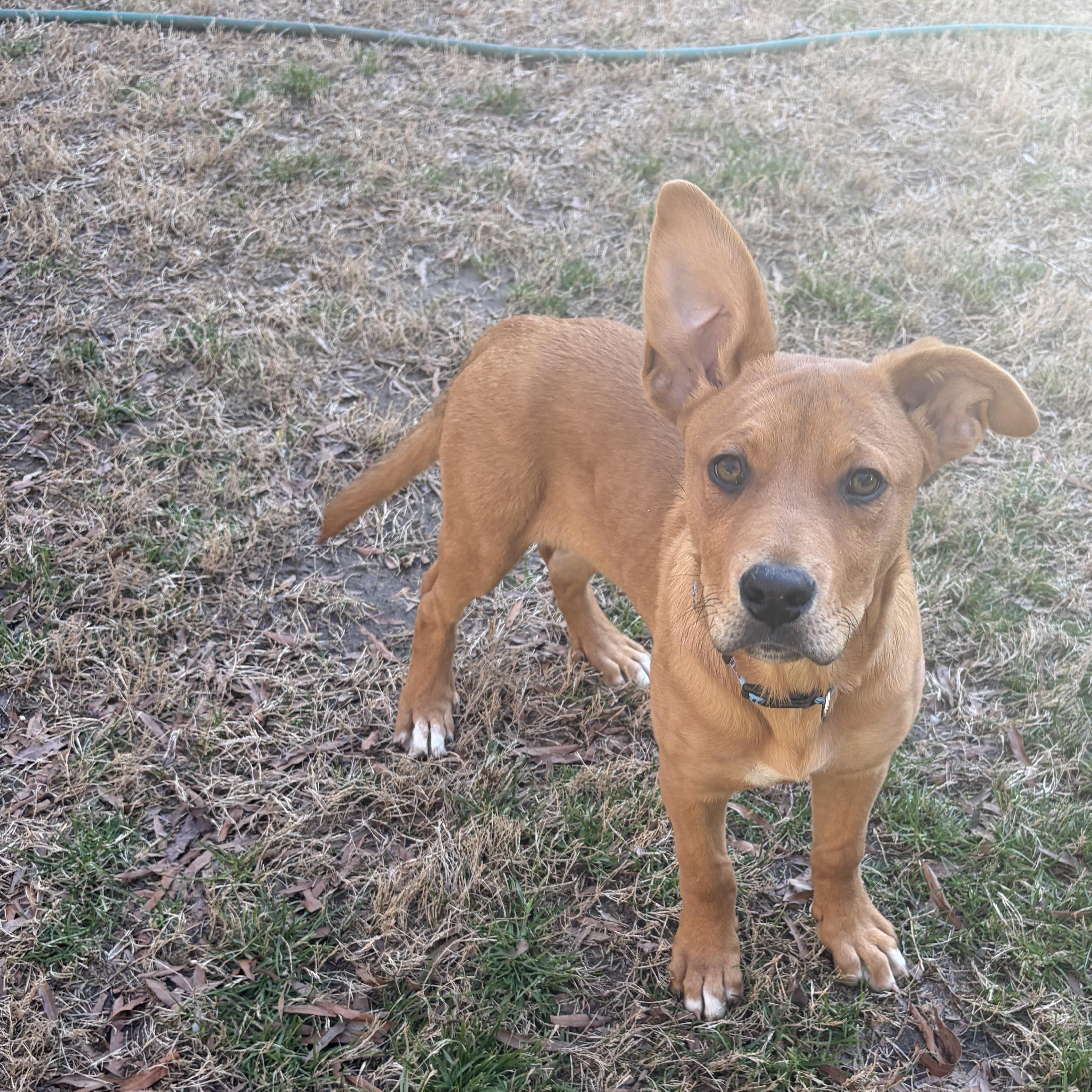 Enlarge Dennis, a Adoptable mixed breed in Charlotte, NC image 3/4