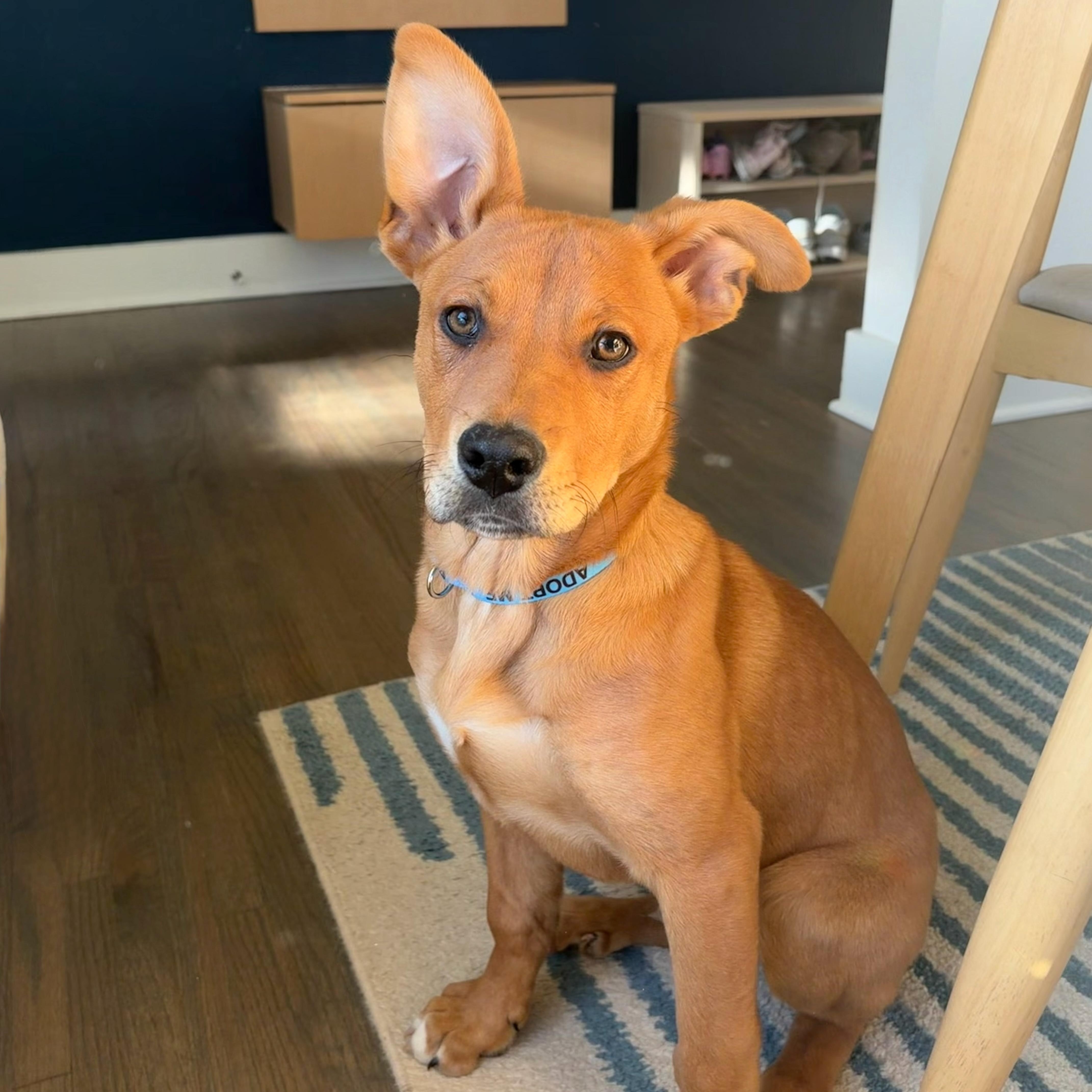 Enlarge Dennis, a Adoptable mixed breed in Charlotte, NC image 1/4