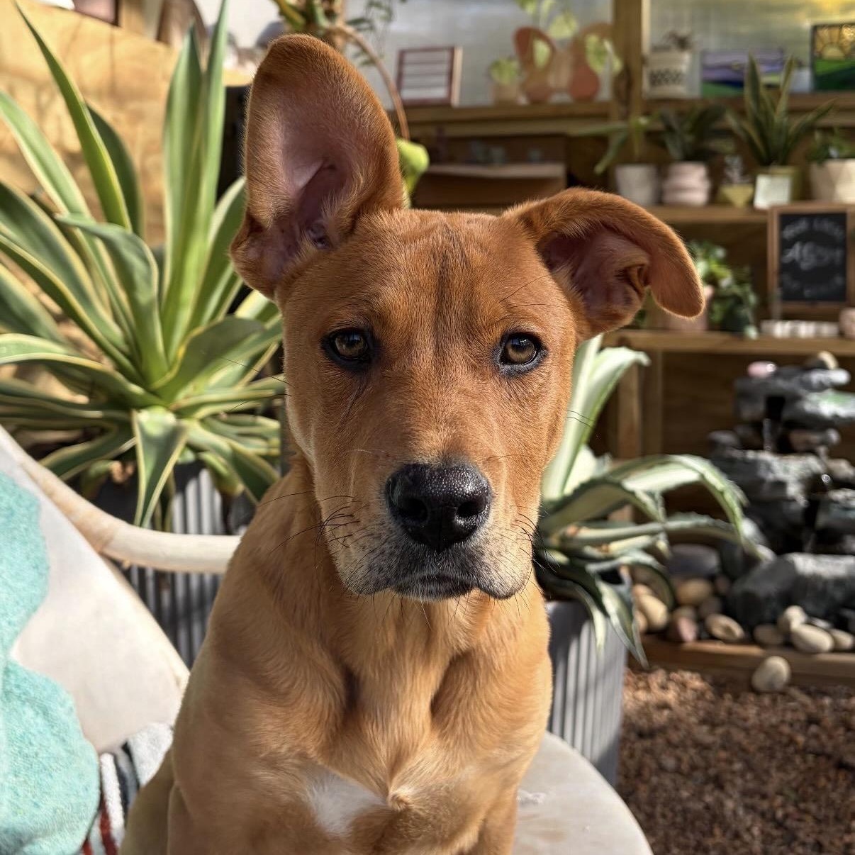 Enlarge Dennis, a Adoptable mixed breed in Charlotte, NC image 2/4