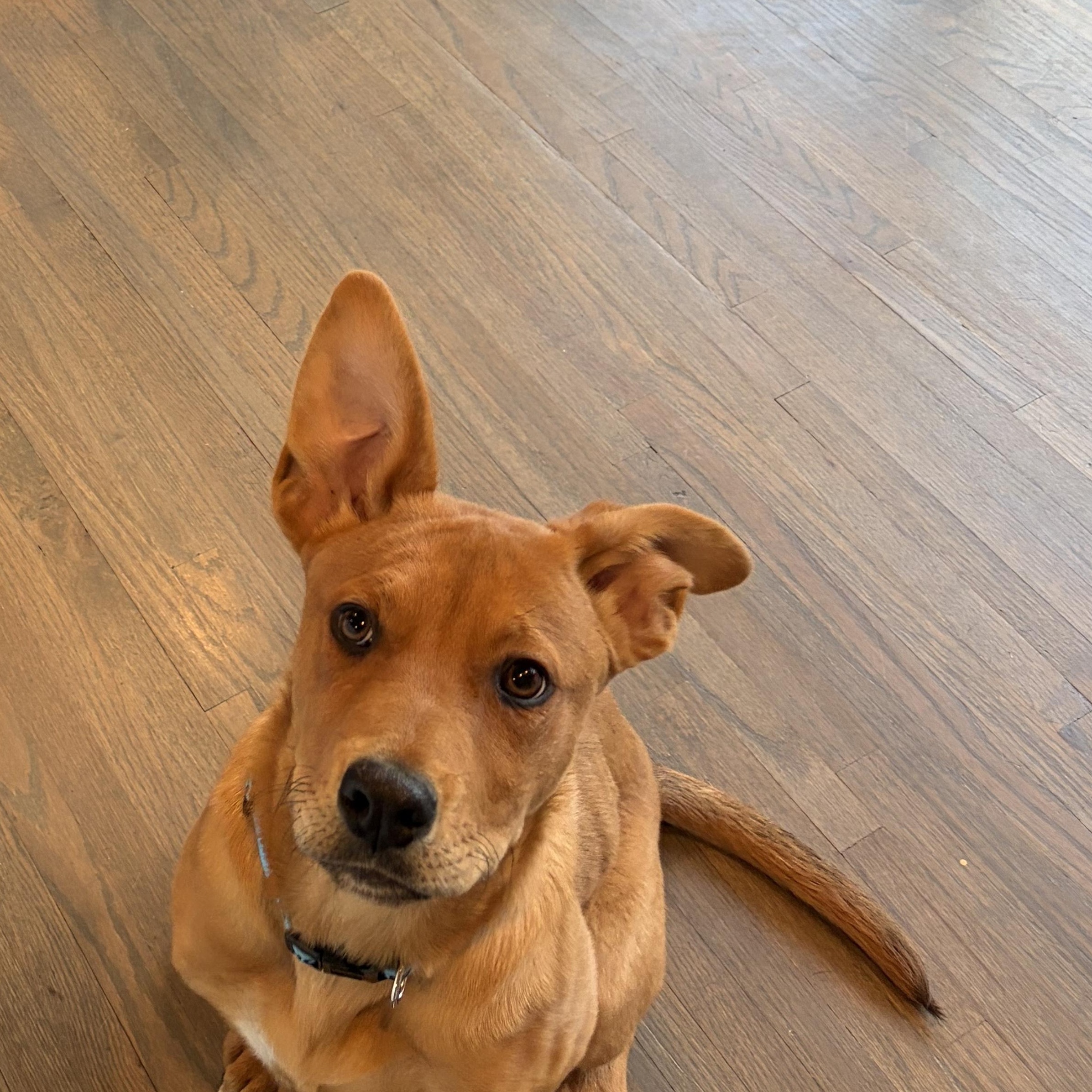 Enlarge Dennis, a Adoptable mixed breed in Charlotte, NC image 4/4