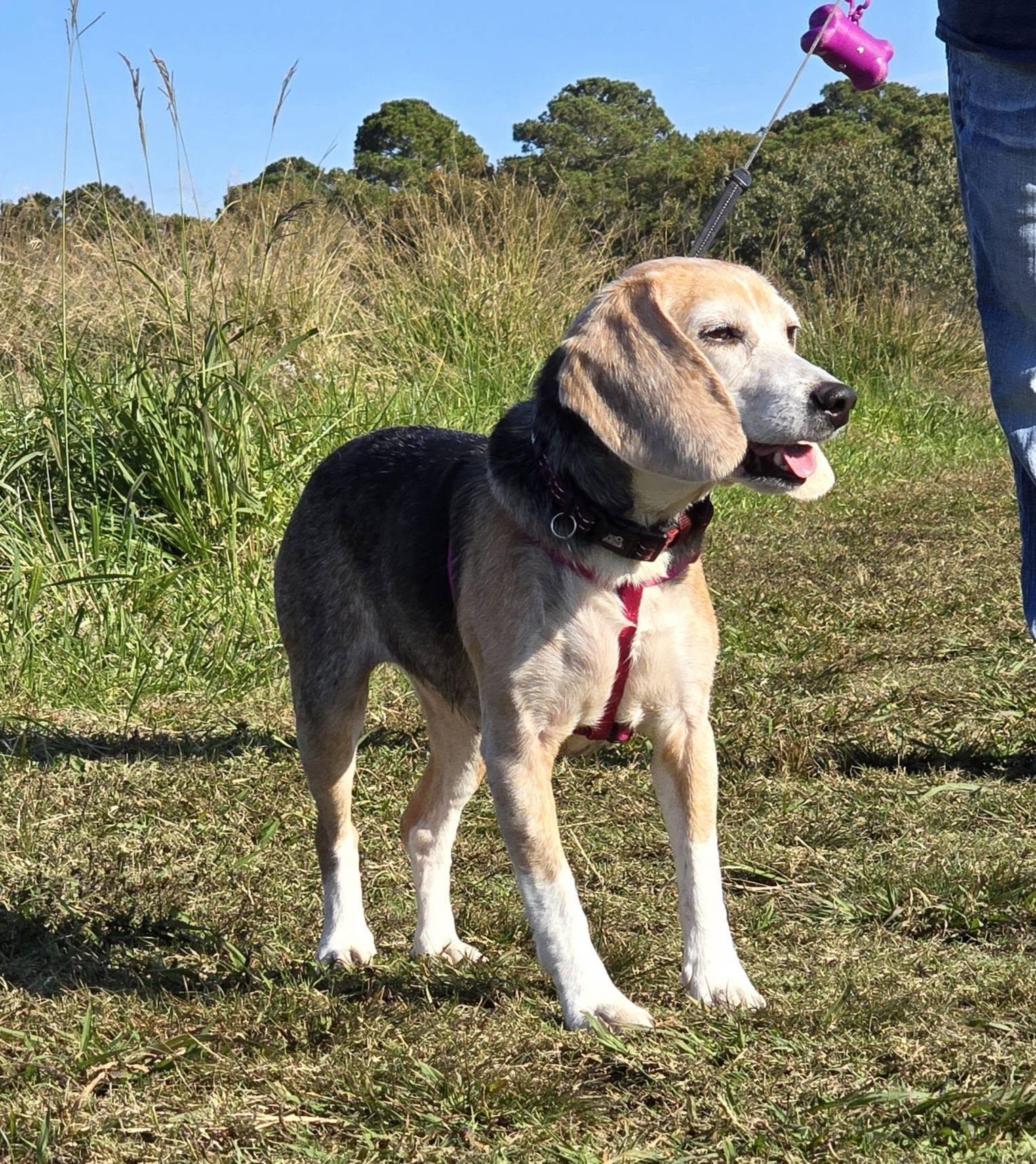 Mabel, an adopted Beagle in Virginia Beach, VA image 1/4