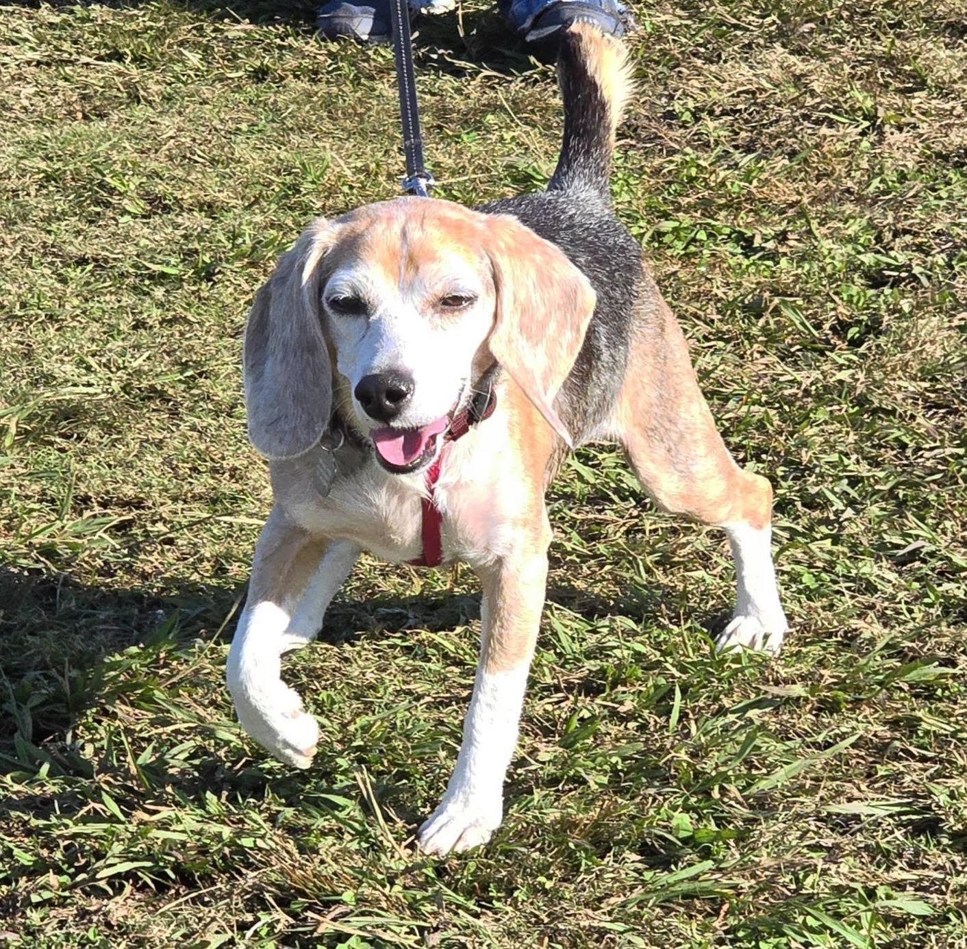 Mabel, an adopted Beagle in Virginia Beach, VA image 2/4
