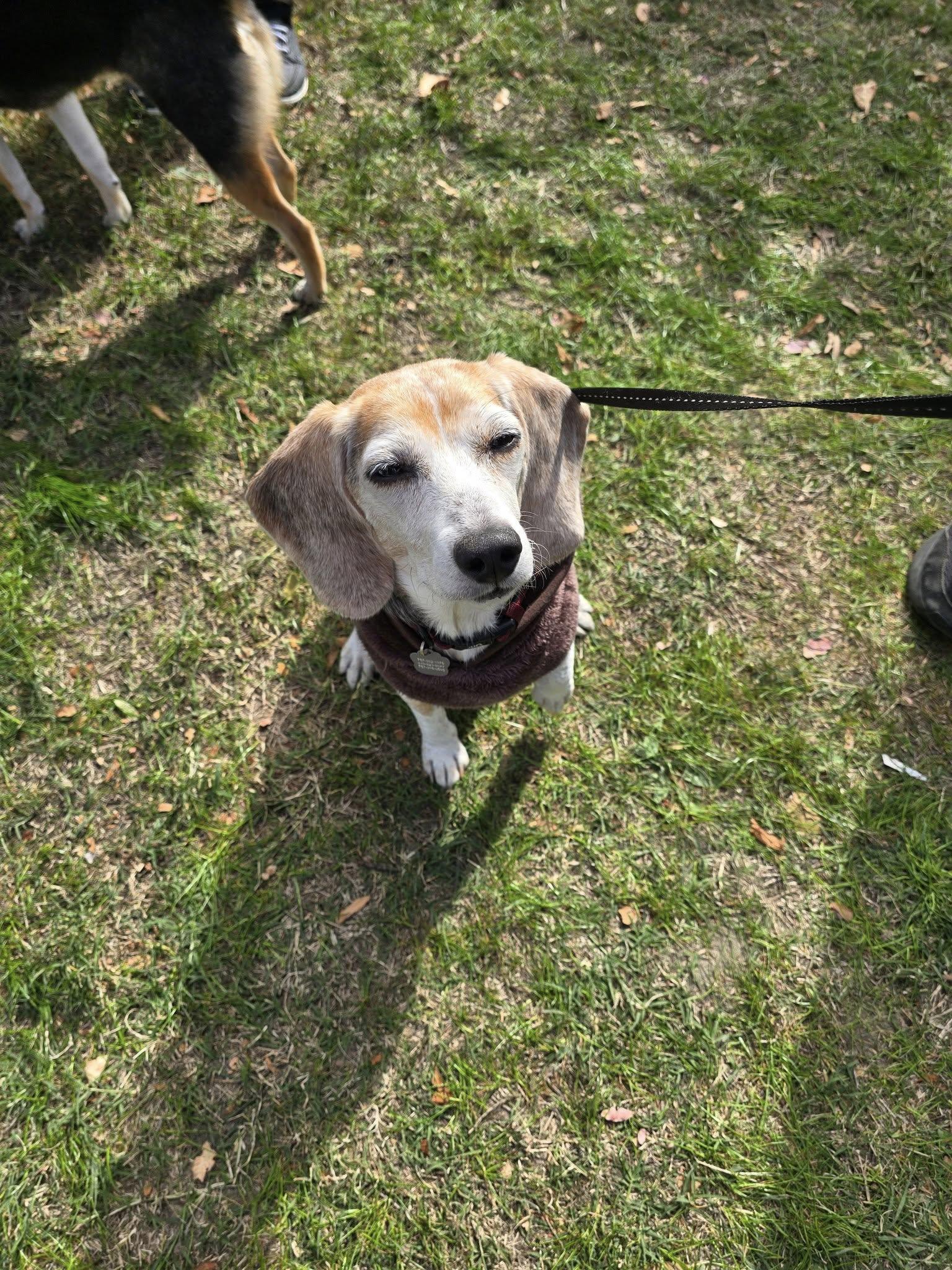 Mabel, an adopted Beagle in Virginia Beach, VA image 4/4
