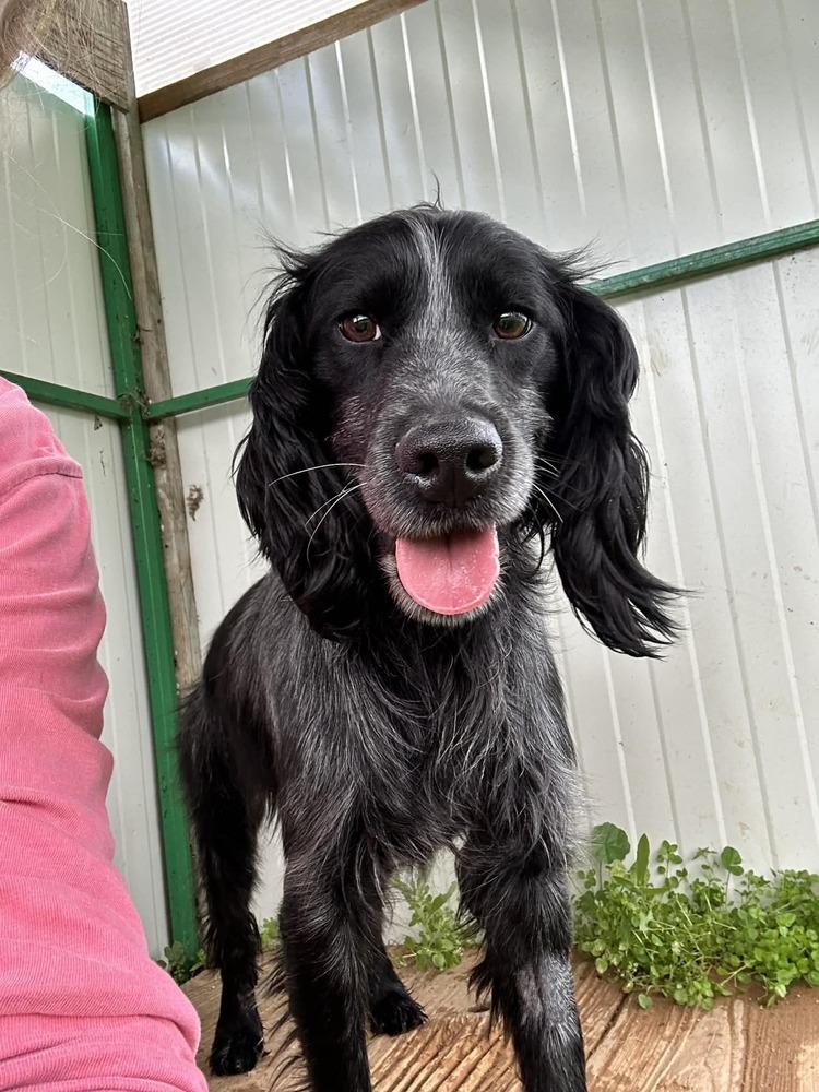 Available for Adoption -  Cosmos (NY, USA), Adoptable, Young Male Spaniel.