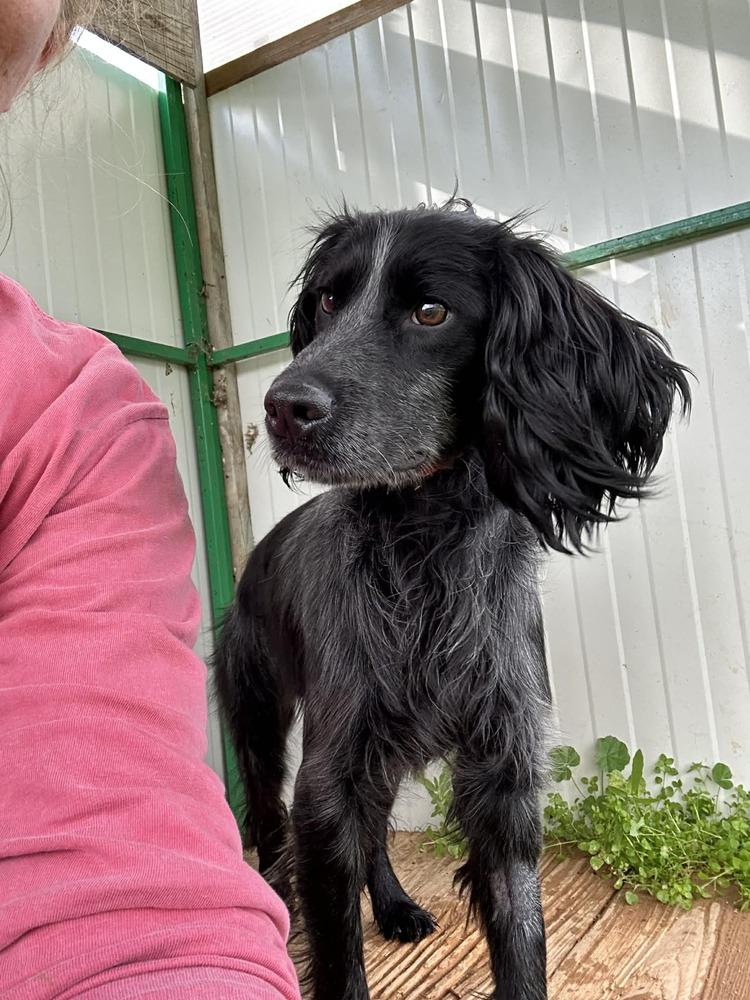Enlarge Available for Adoption -  Cosmos (NY, USA), a Adoptable Spaniel in Galway, NY image 2/6