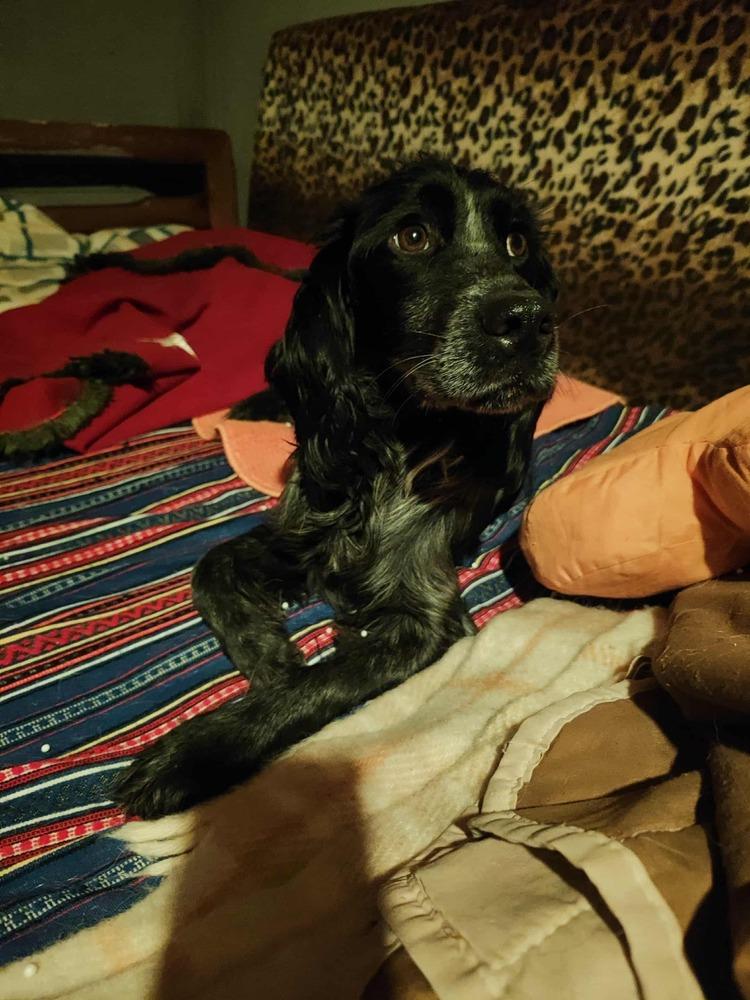 Enlarge Available for Adoption -  Cosmos (NY, USA), a Adoptable Spaniel in Galway, NY image 6/6