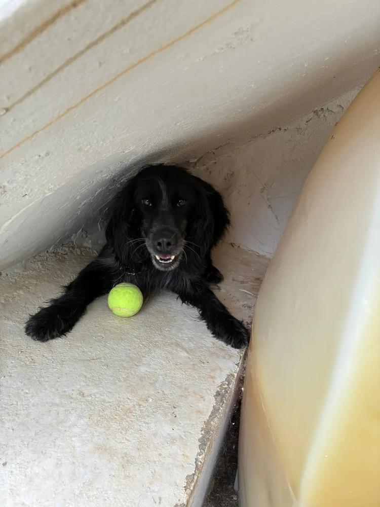 Enlarge Available for Adoption -  Cosmos (NY, USA), a Adoptable Spaniel in Galway, NY image 3/6