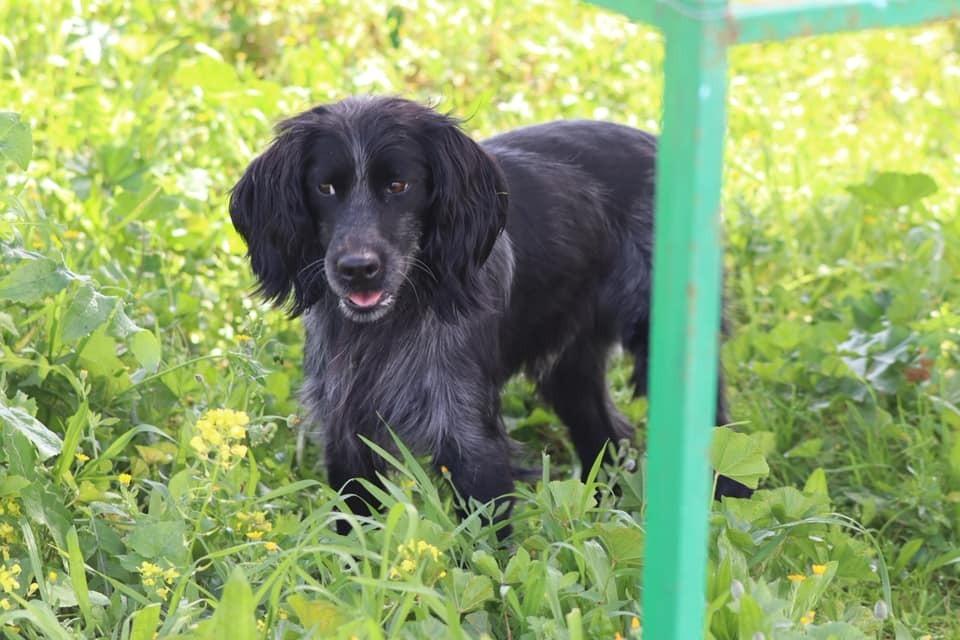 Enlarge Available for Adoption -  Cosmos (NY, USA), a Adoptable Spaniel in Galway, NY image 4/6
