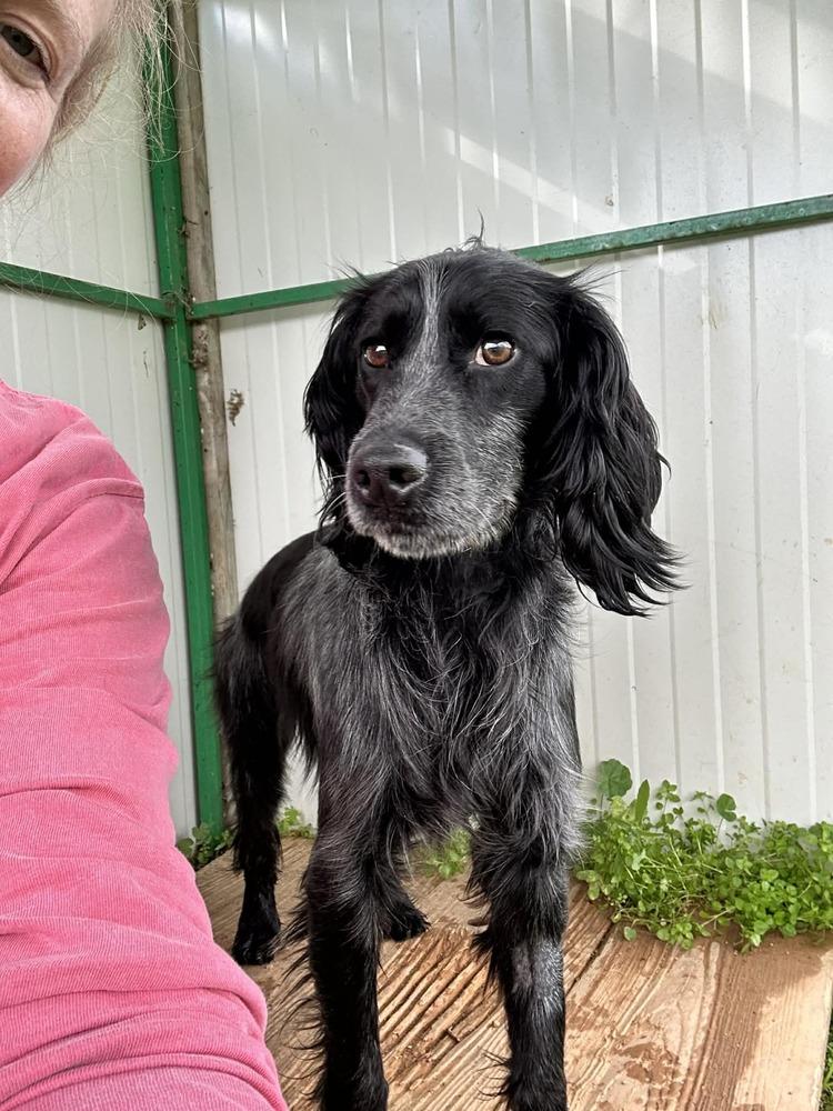 Enlarge Available for Adoption -  Cosmos (NY, USA), a Adoptable Spaniel in Galway, NY image 5/6
