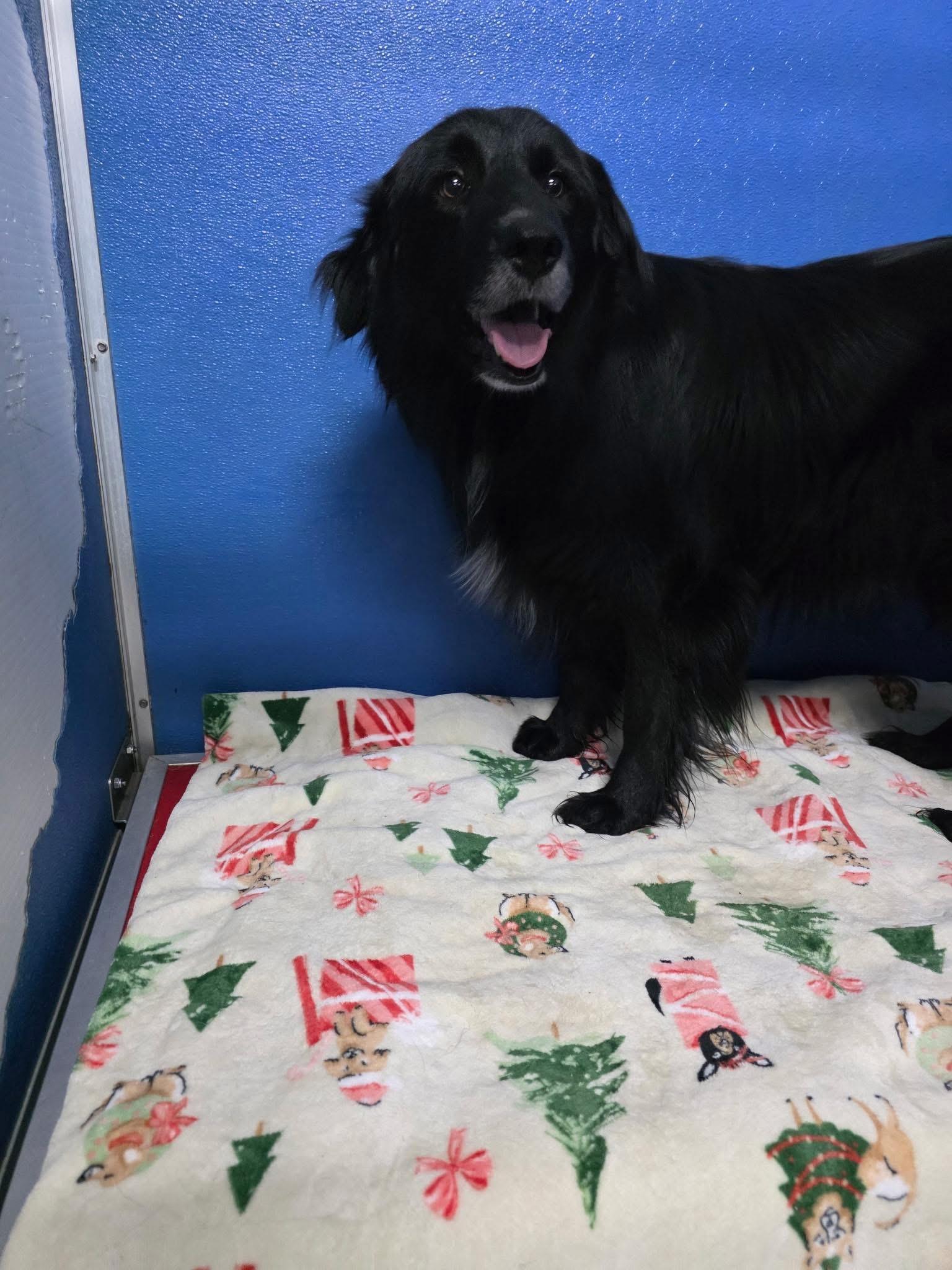 Smoke, ADOPTABLE, Adult Male Flat-Coated Retriever.