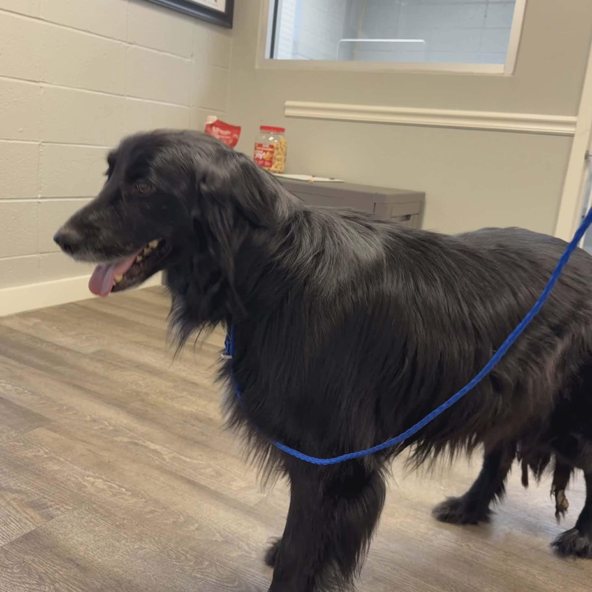 Smoke, a ADOPTABLE mixed breed in Elkton, MD image 2/4