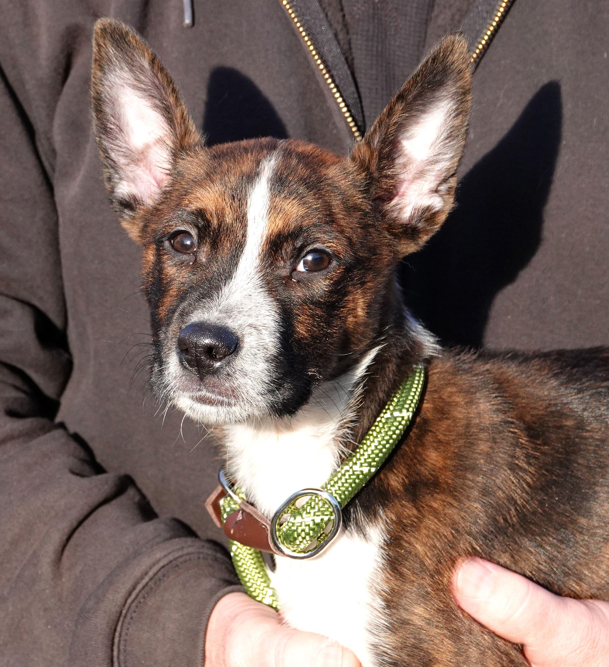 Enlarge Blizz , a ADOPTABLE mixed breed in Millfield, OH image 1/3