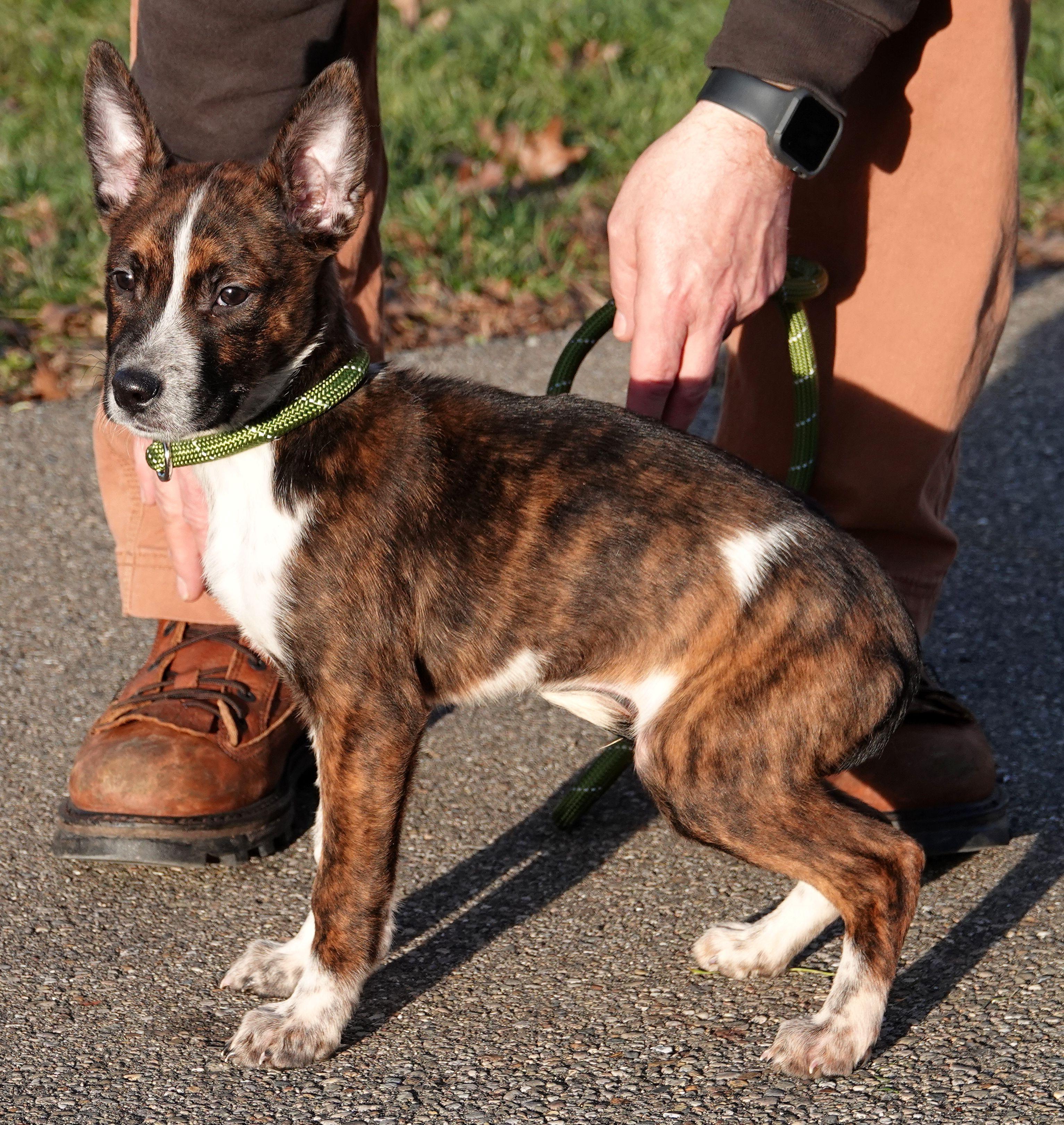 Enlarge Blizz , a ADOPTABLE mixed breed in Millfield, OH image 3/3