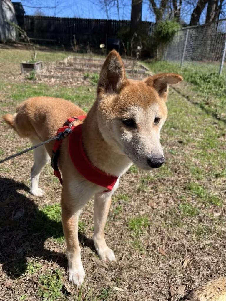 Finn, a Adopted Shiba Inu in Murray, KY image 1/4