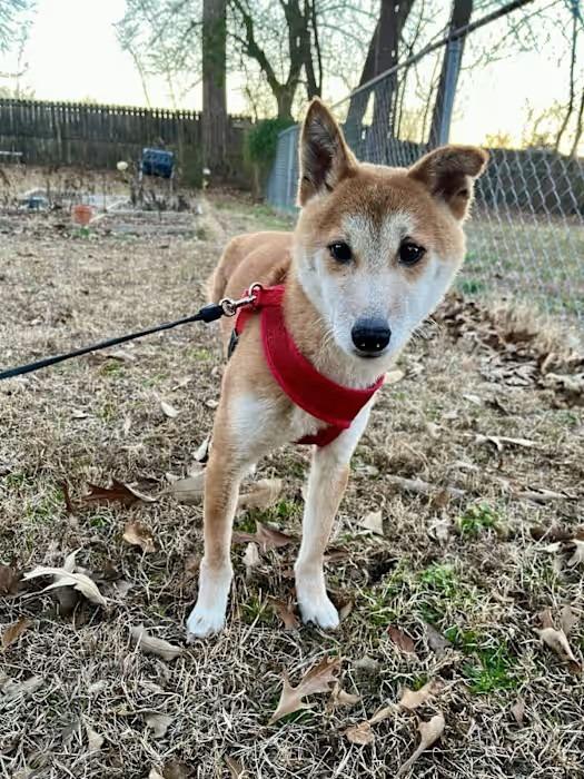 Finn, a Adopted Shiba Inu in Murray, KY image 2/4