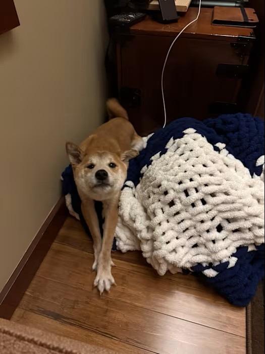Finn, a Adopted Shiba Inu in Murray, KY image 3/4