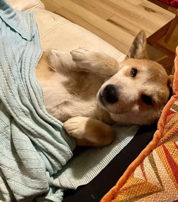 Finn, a Adopted Shiba Inu in Murray, KY image 4/4