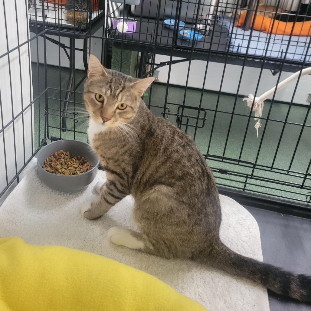Enlarge Kirie, a Adoptable Domestic Short Hair in Jessup, MD image 1/1