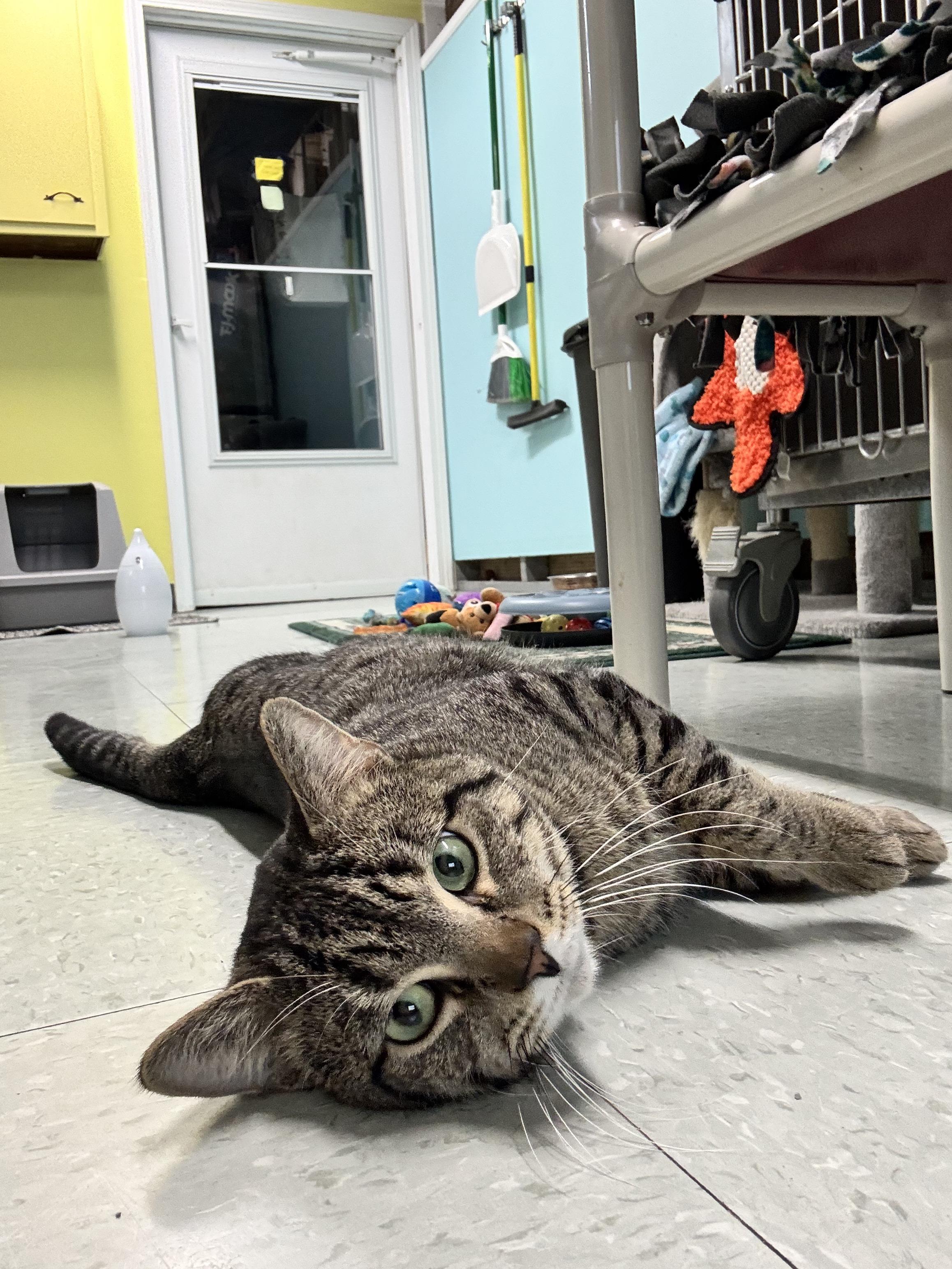 Ronnie, ADOPTABLE, Adult Male Domestic Short Hair.