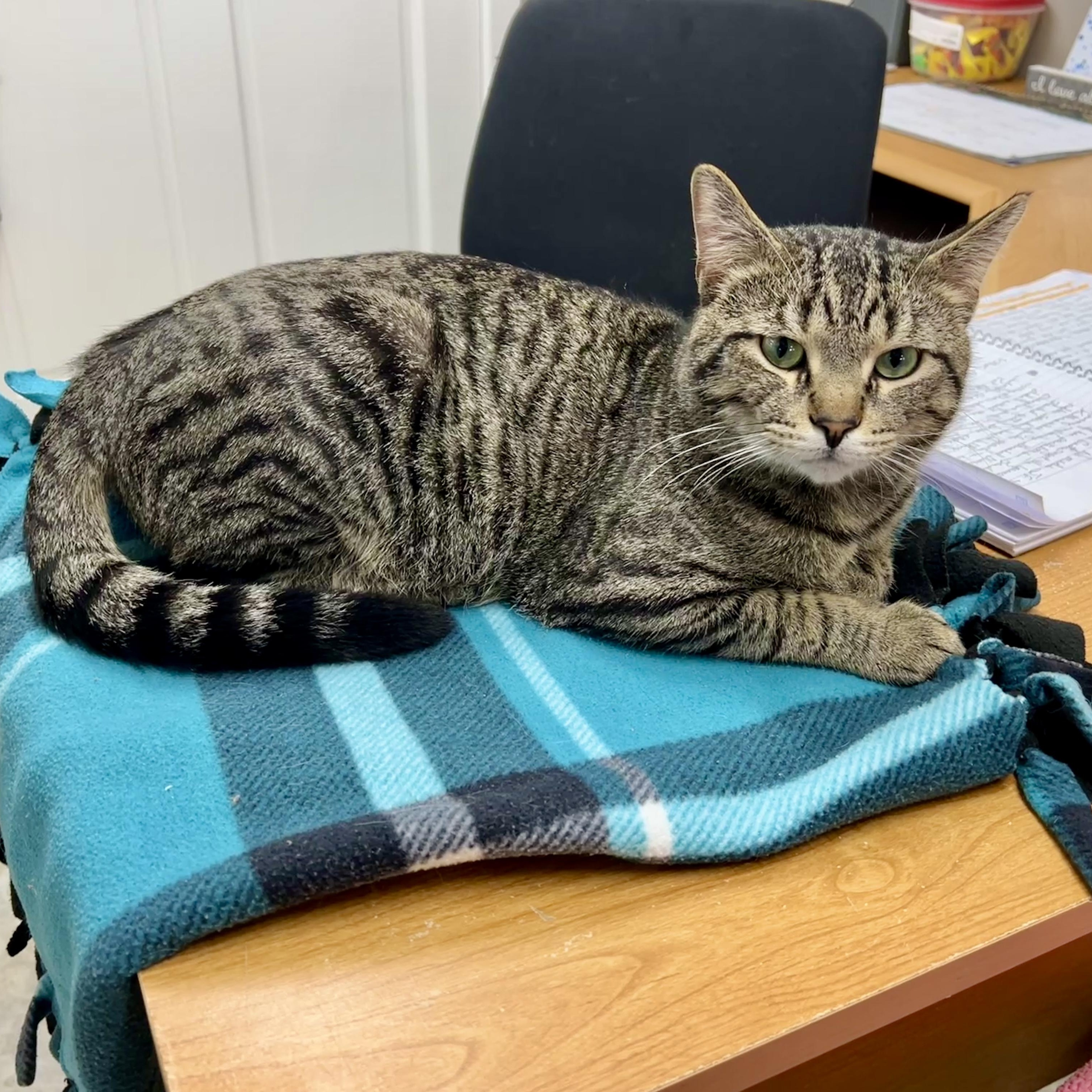 Ronnie, a ADOPTABLE Domestic Short Hair in Jamestown, ND image 4/4