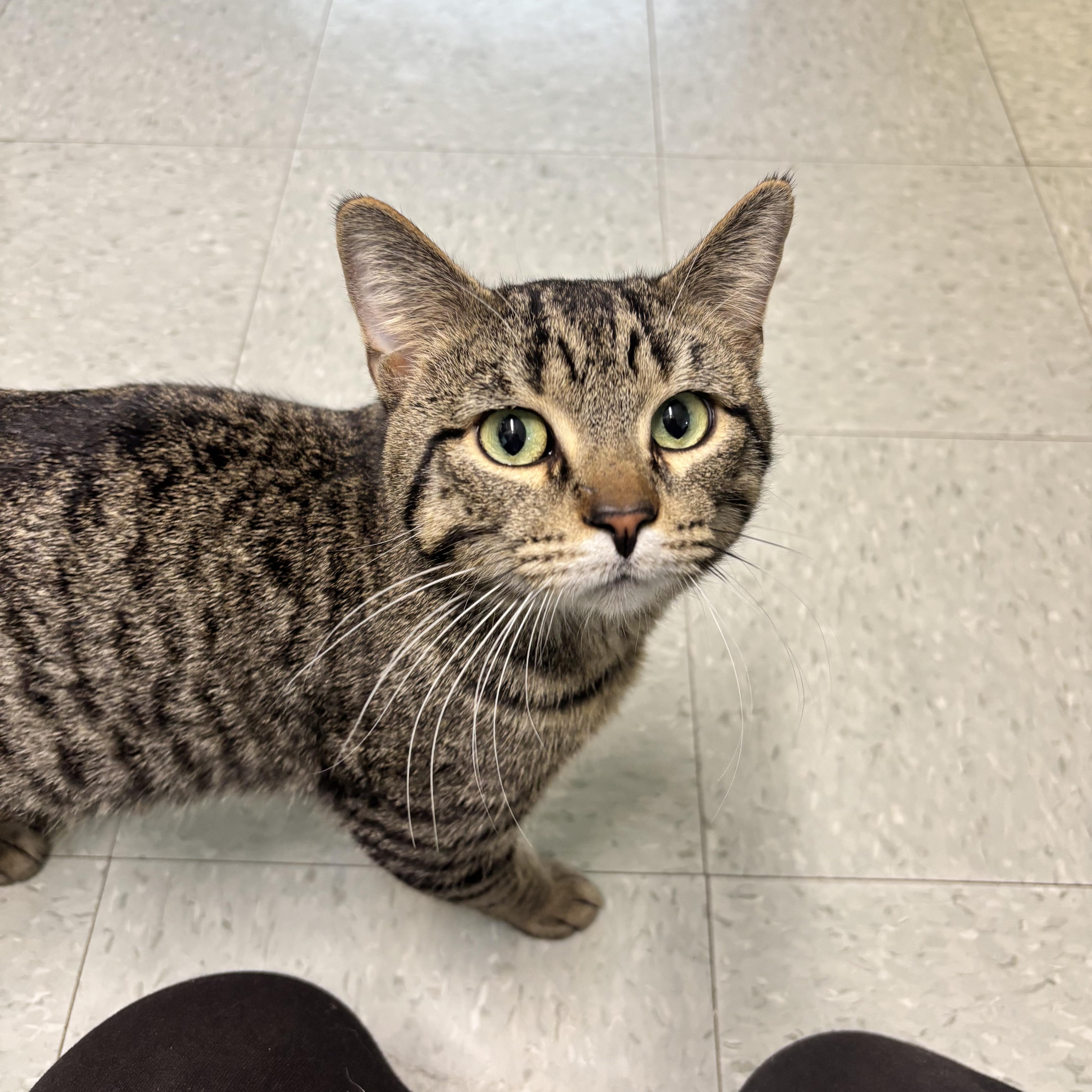 Ronnie, a ADOPTABLE Domestic Short Hair in Jamestown, ND image 2/2