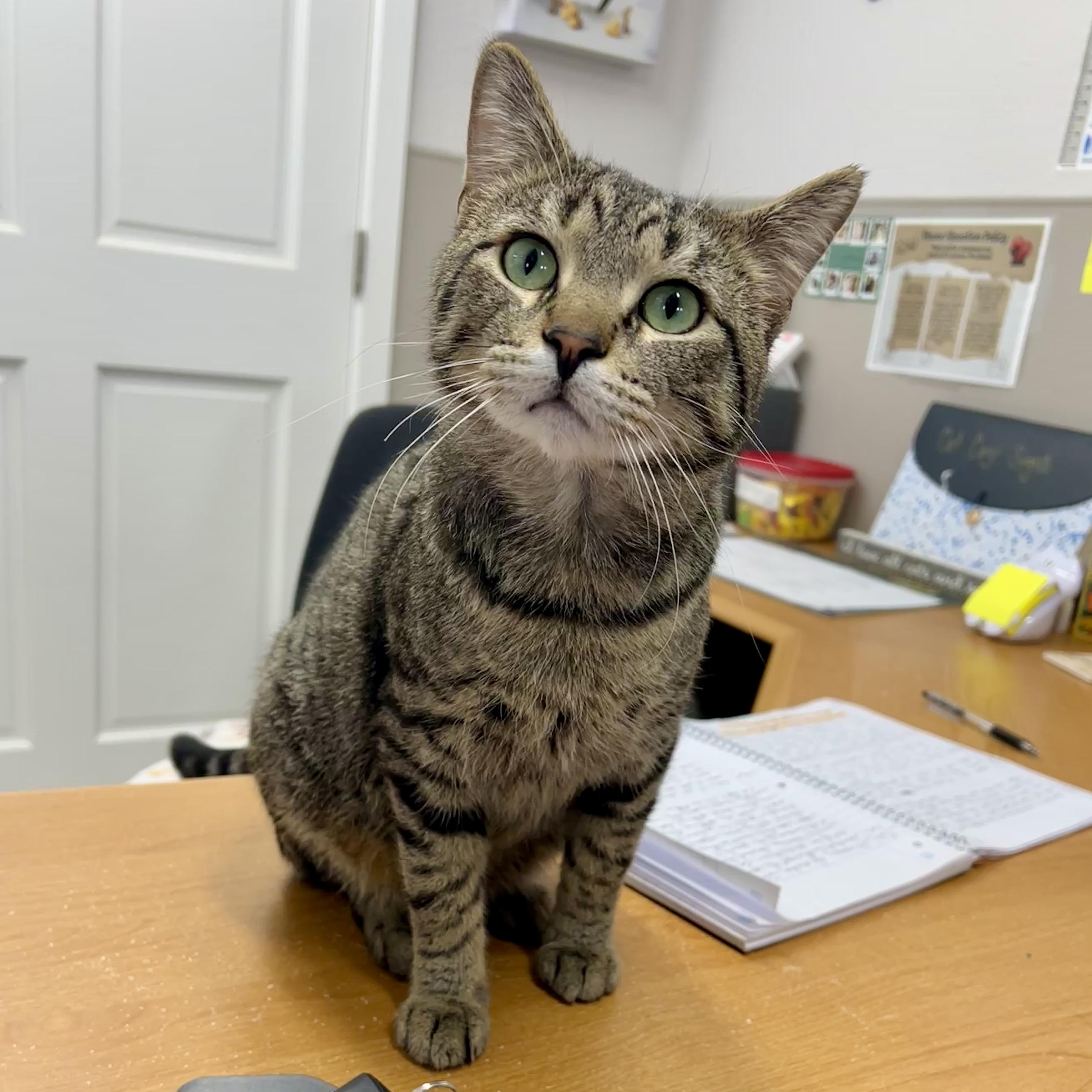 Ronnie, ADOPTABLE, Adult Male Domestic Short Hair.