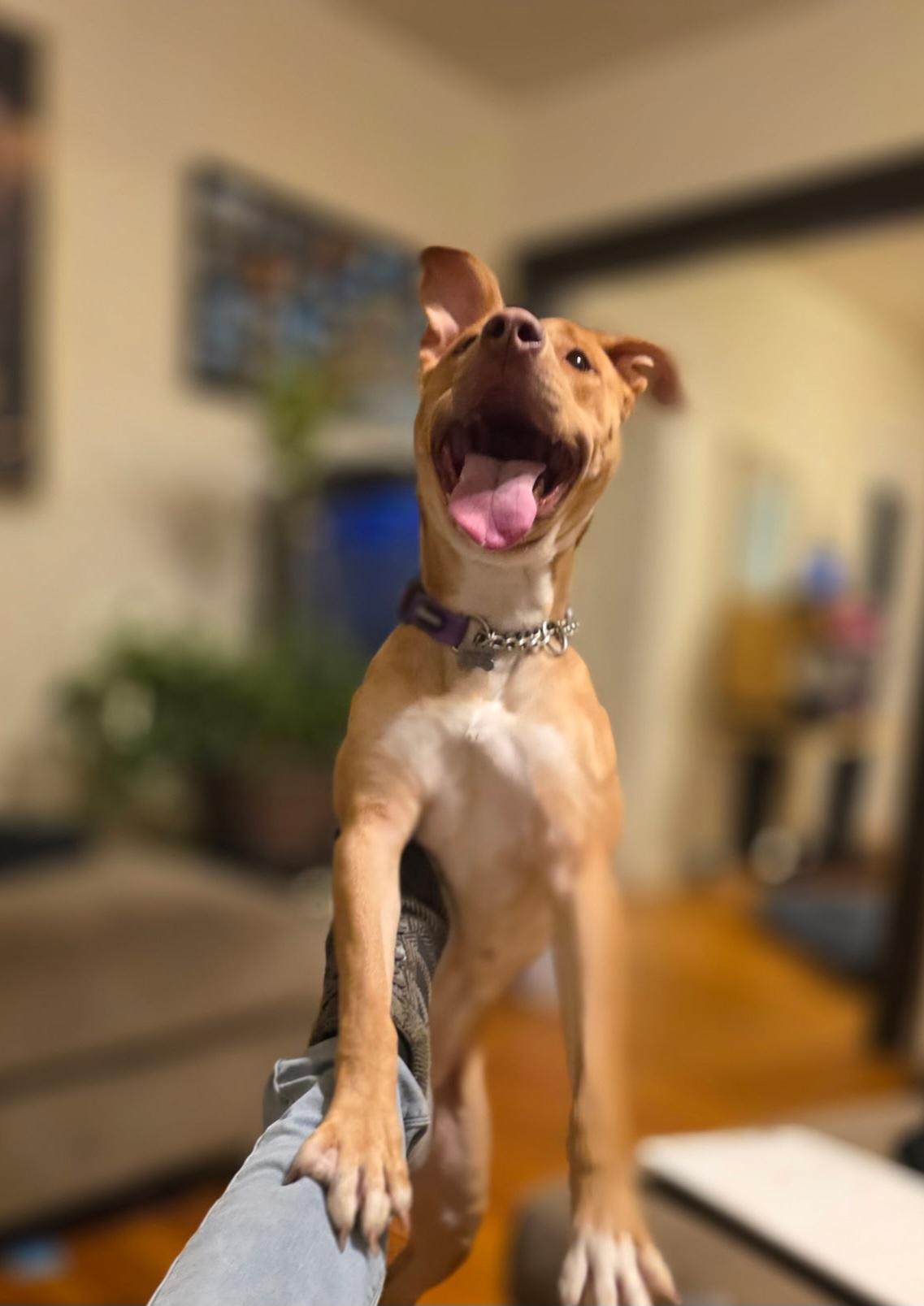 Enlarge Bailey, a ADOPTABLE mixed breed in Elmhurst, IL image 2/4