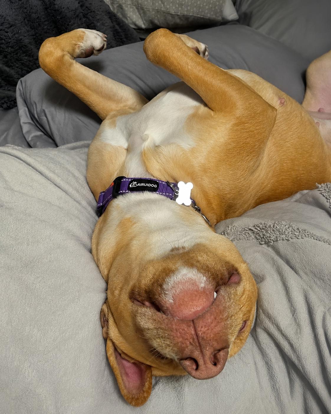 Bailey, an adoptable mixed breed in Elmhurst, IL image 6/6