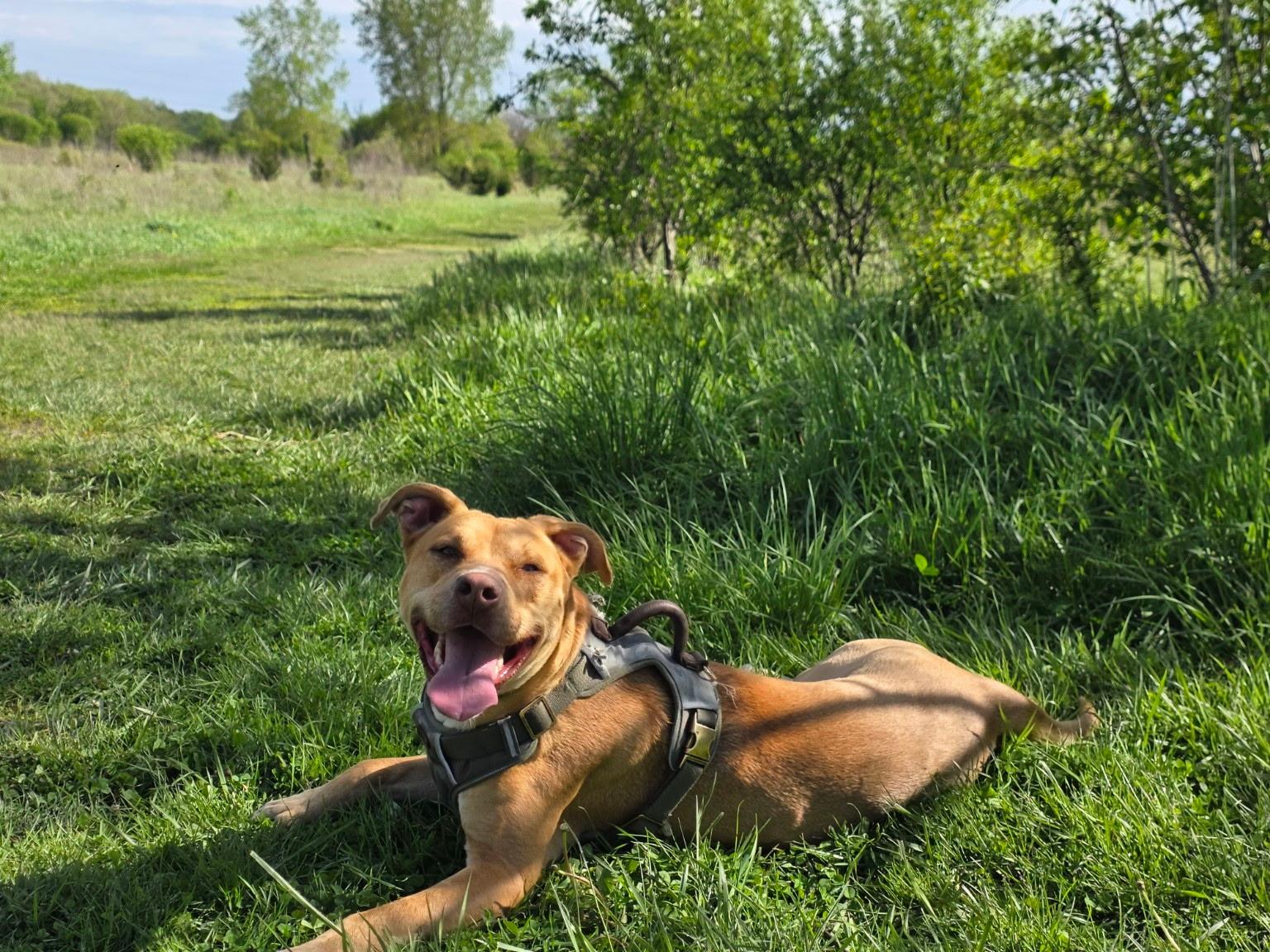 Bailey, an adoptable mixed breed in Elmhurst, IL image 4/6