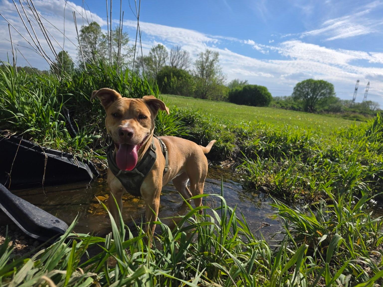 Bailey, an adoptable mixed breed in Elmhurst, IL image 5/6