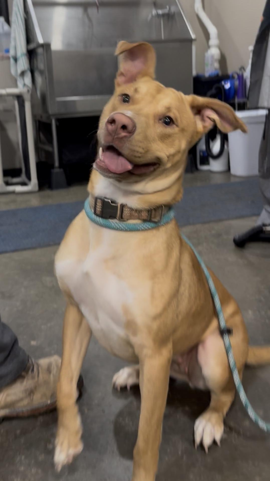 Bailey, adoptable, Young Female Mixed Breed.