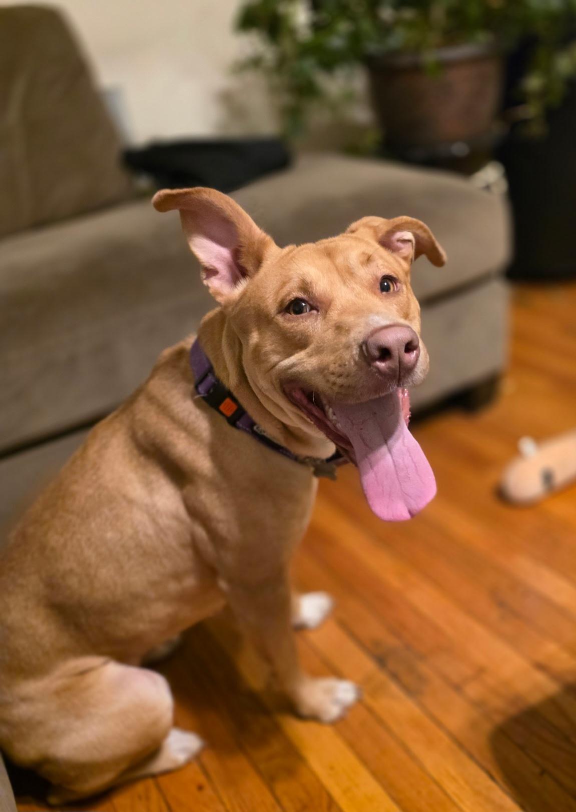 Enlarge Bailey, a ADOPTABLE mixed breed in Elmhurst, IL image 1/4