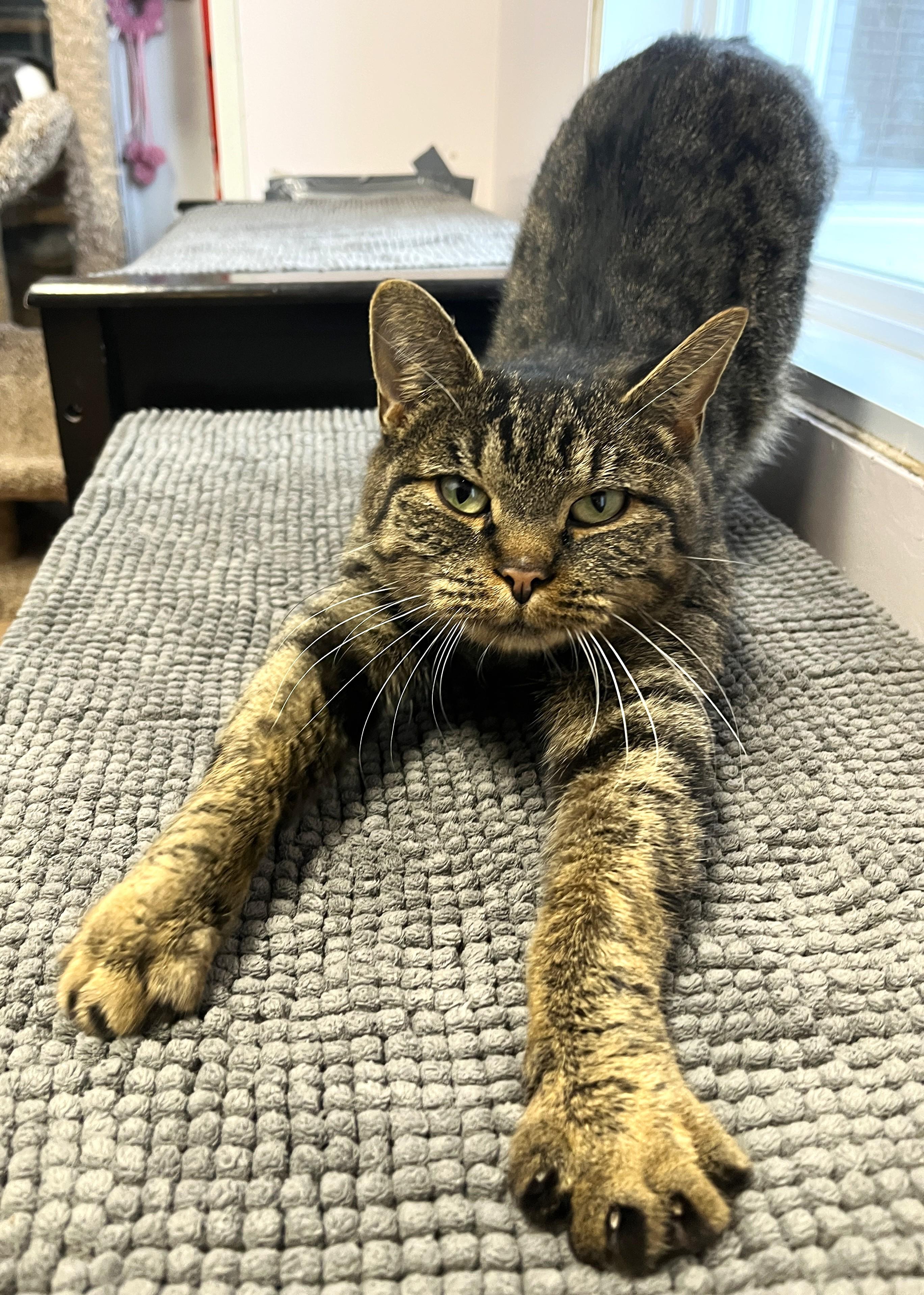 KARYNA (CR/SC), Adoptable, Adult Female Domestic Short Hair.