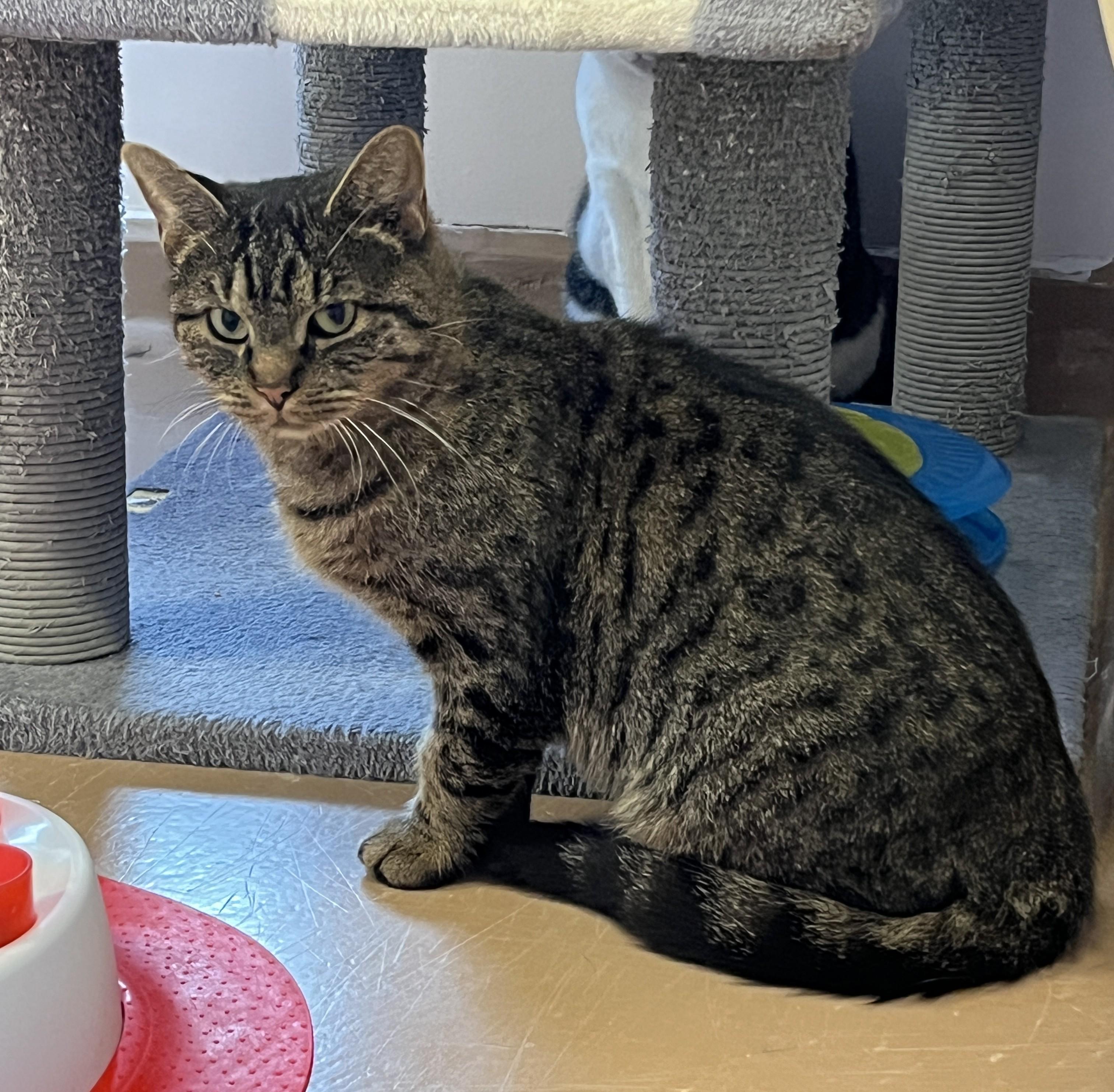 KARYNA (CR/SC), a Adoptable Domestic Short Hair in Sainte-Angele-de-Monnoir, QC image 2/6