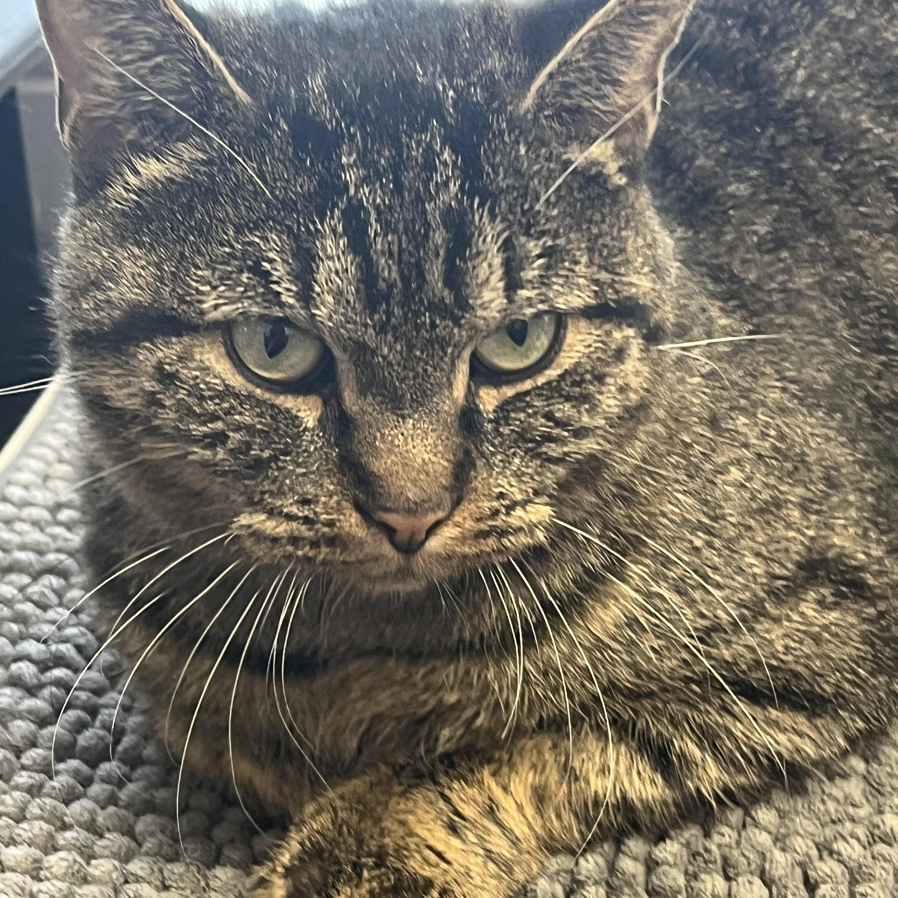 KARYNA (CR/SC), a Adoptable Domestic Short Hair in Sainte-Angele-de-Monnoir, QC image 3/6