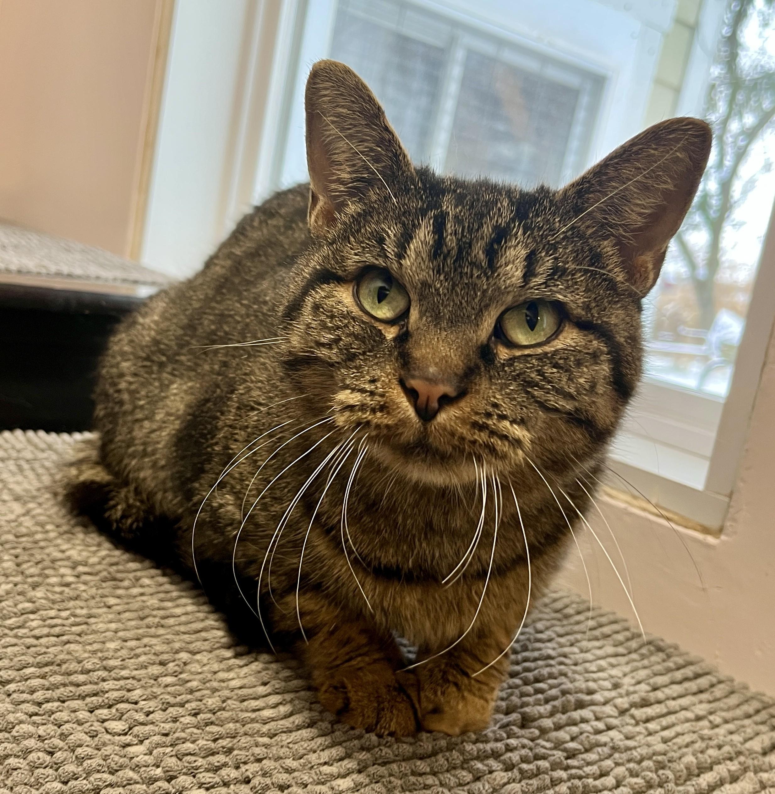 KARYNA (CR/SC), a Adoptable Domestic Short Hair in Sainte-Angele-de-Monnoir, QC image 4/6