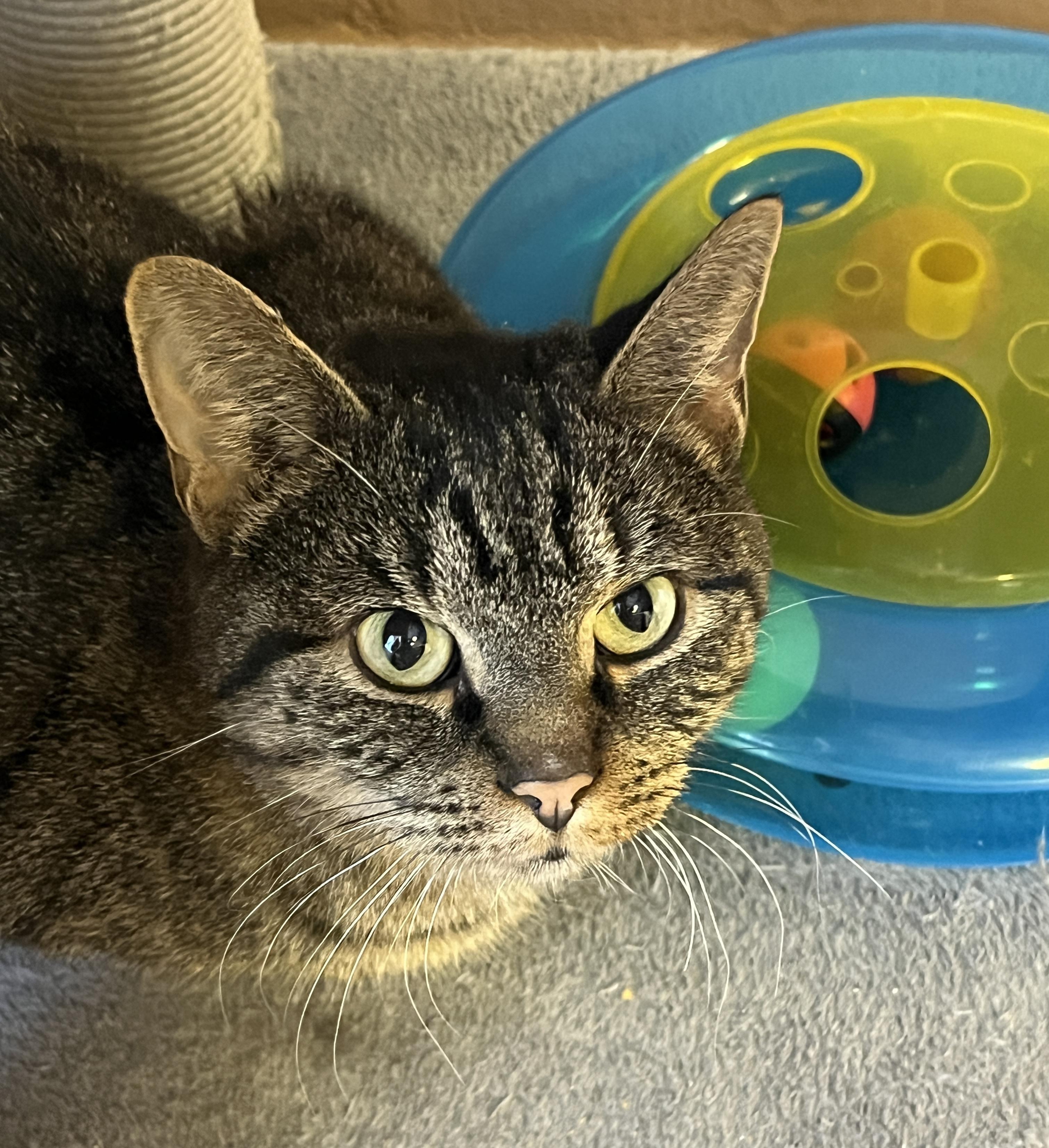 KARYNA (CR/SC), a Adoptable Domestic Short Hair in Sainte-Angele-de-Monnoir, QC image 5/6