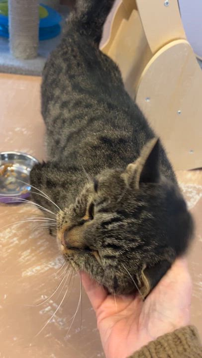 Enlarge KARYNA (CR/SC), a Adoptable Domestic Short Hair in Sainte-Angele-de-Monnoir, QC video 6/6