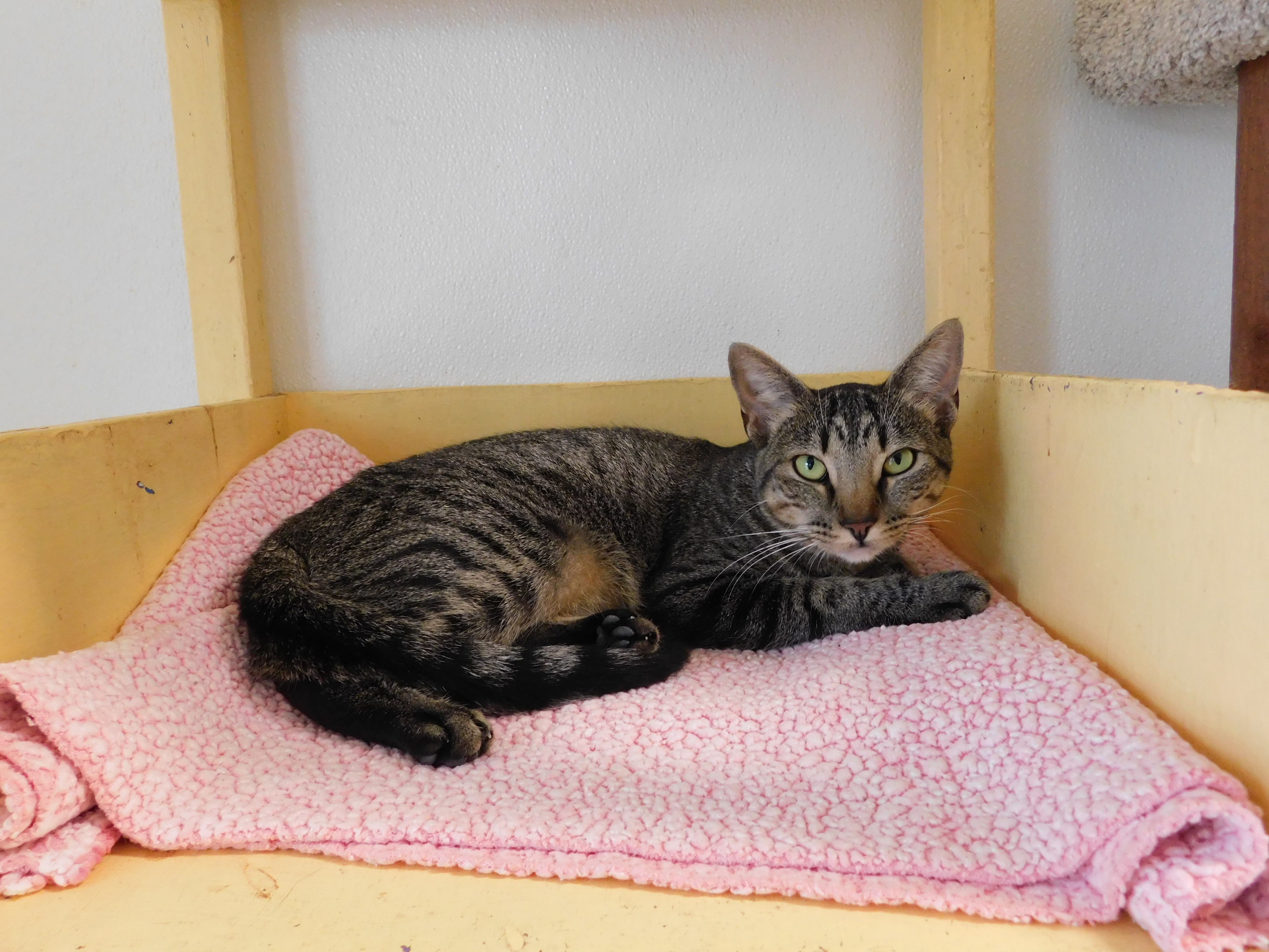 Enlarge Shannon, a Adoptable Domestic Short Hair in El Cajon, CA image 1/3