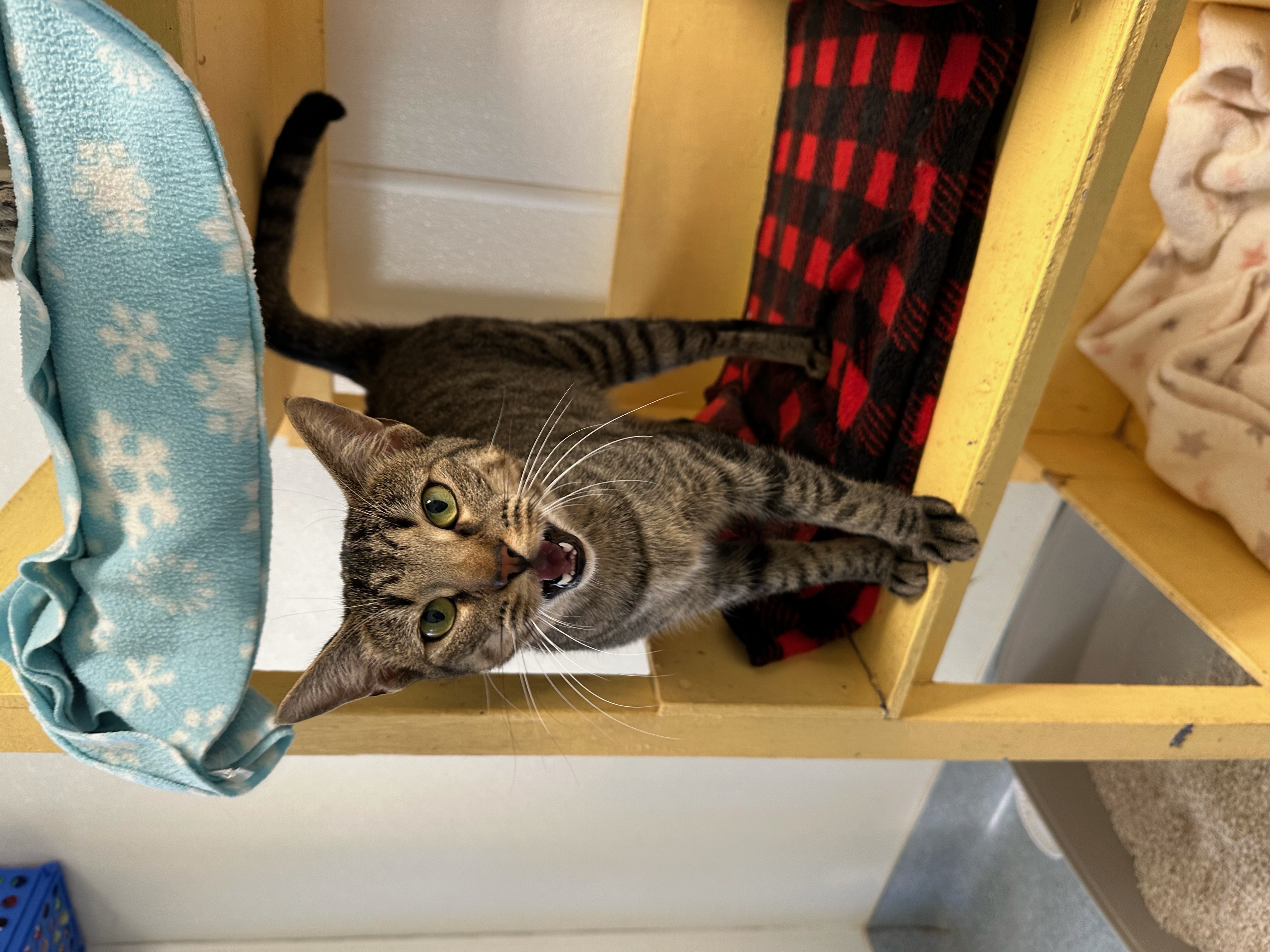 Enlarge Shannon, a Adoptable Domestic Short Hair in El Cajon, CA image 2/3