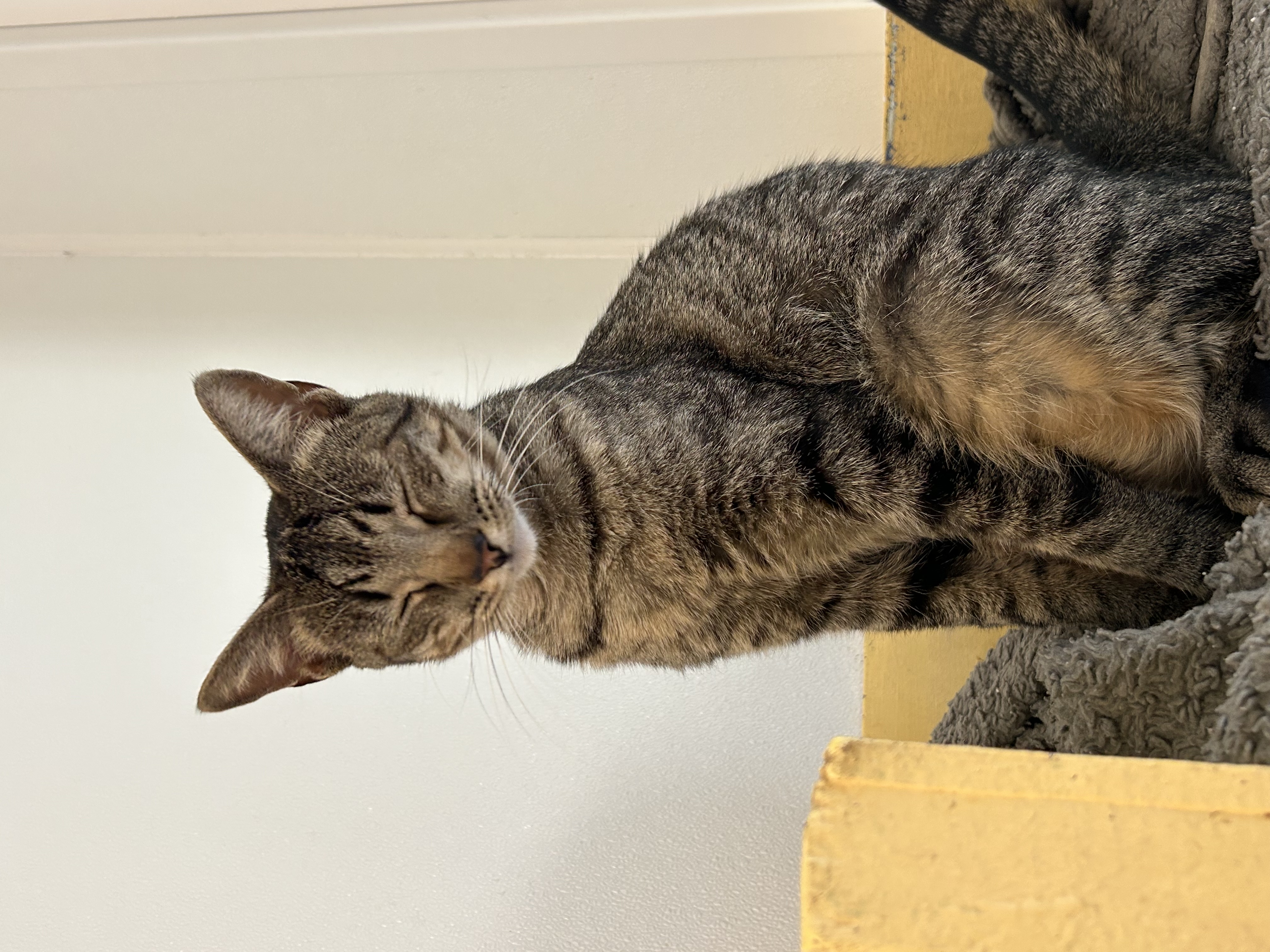 Shannon, an adoptable Domestic Short Hair in El Cajon, CA, 92021 | Photo Image 3