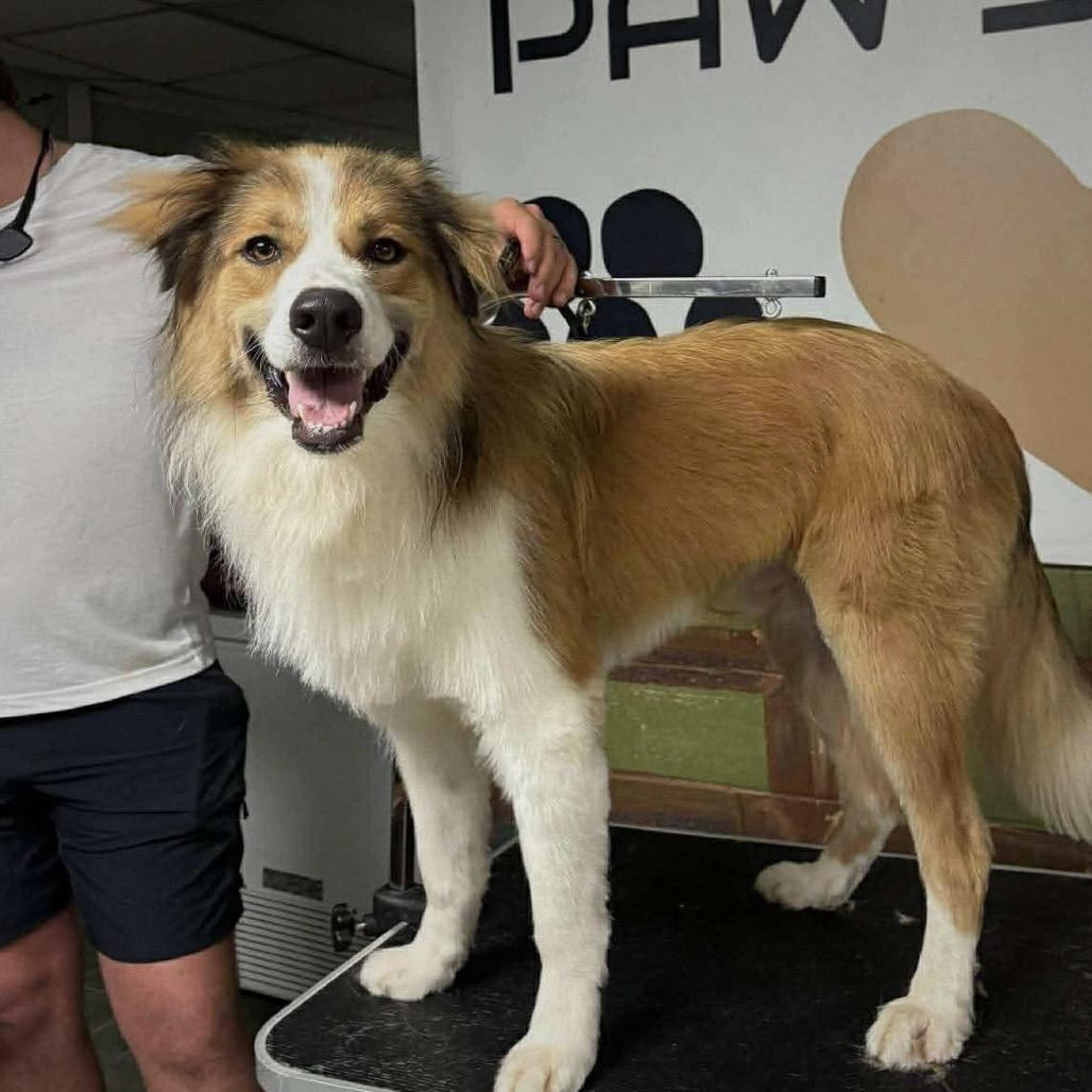 Appa, a Adoptable Mixed Breed in Oxford, ME image 1/6