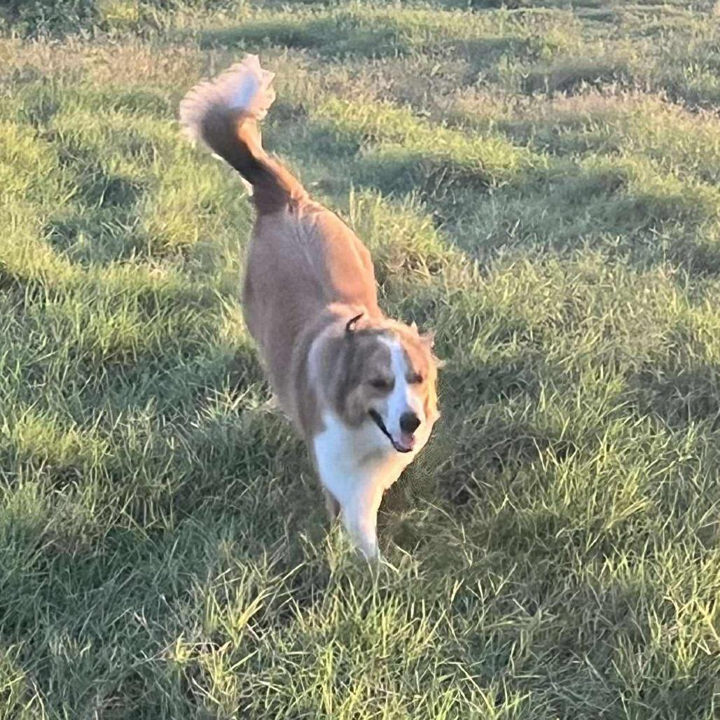 Appa, a Adoptable Mixed Breed in Oxford, ME image 2/6
