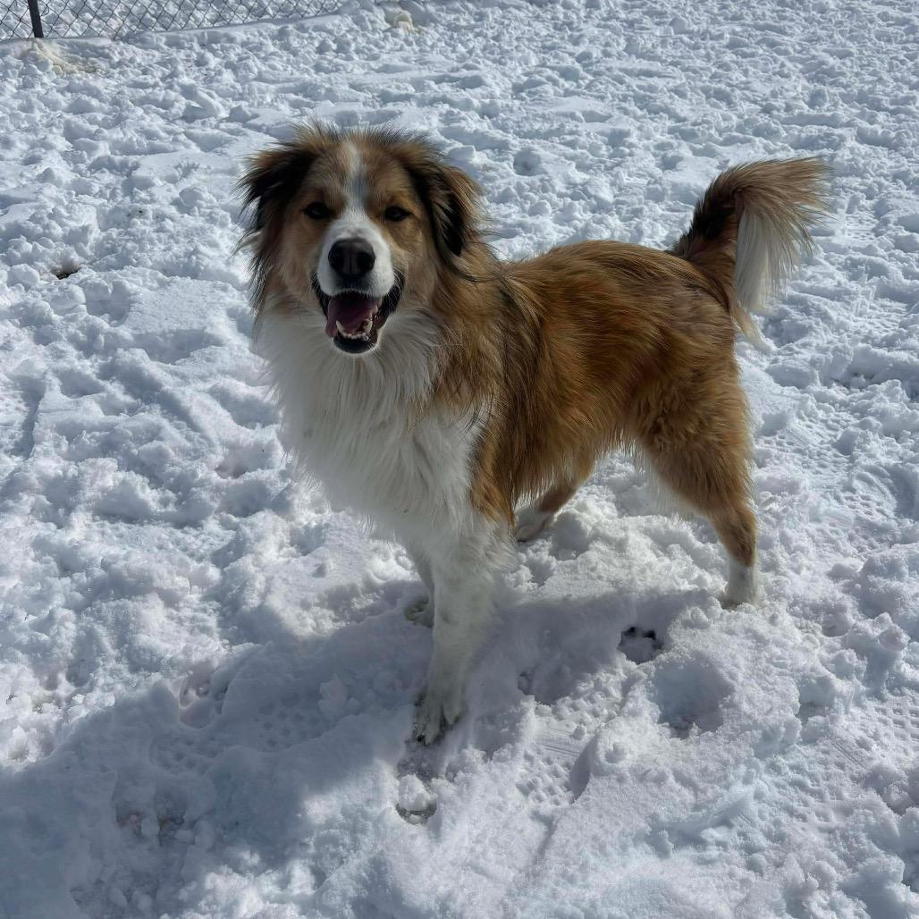 Appa, a Adoptable Mixed Breed in Oxford, ME image 4/6