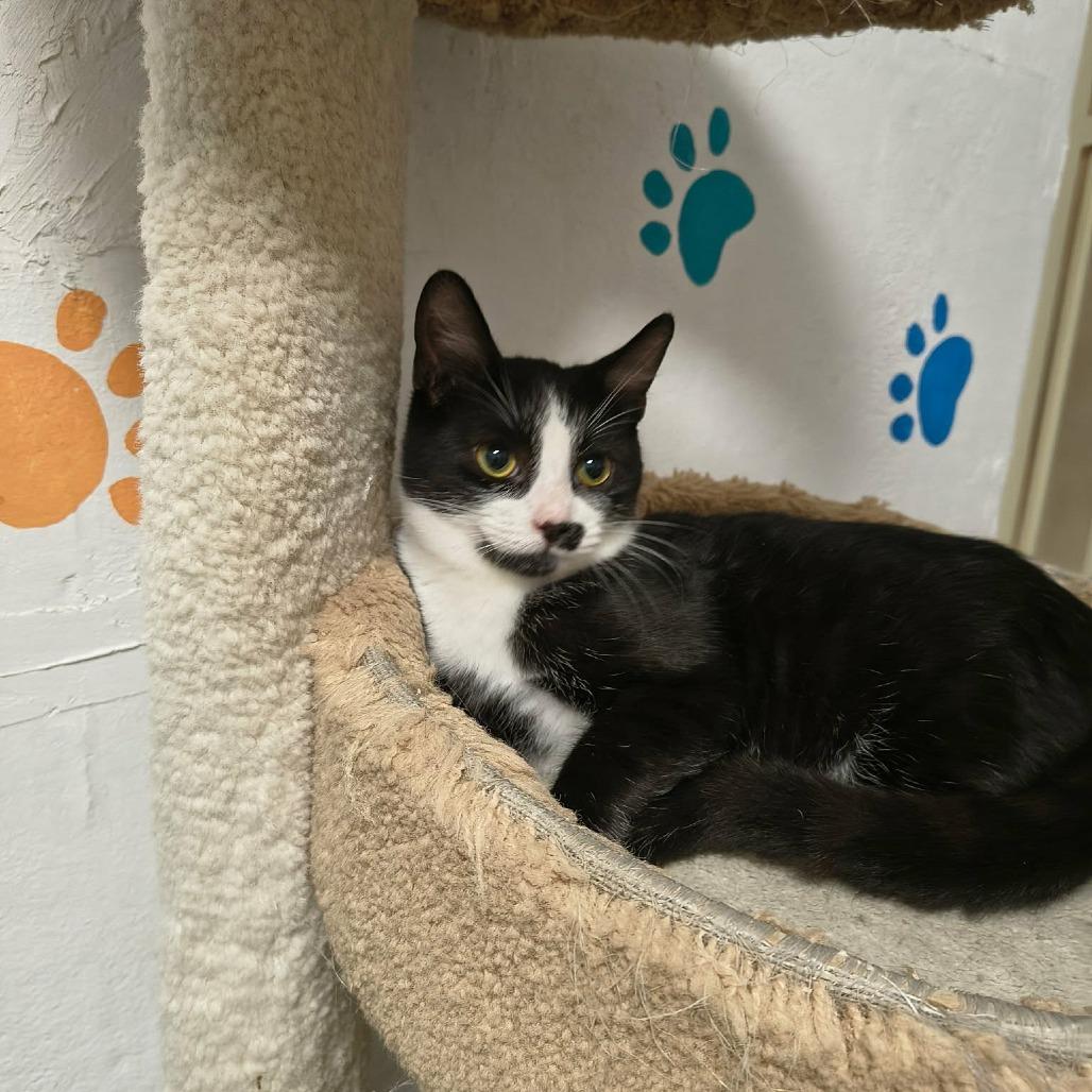 Liam, Adoptable, Kitten Male Domestic Short Hair.