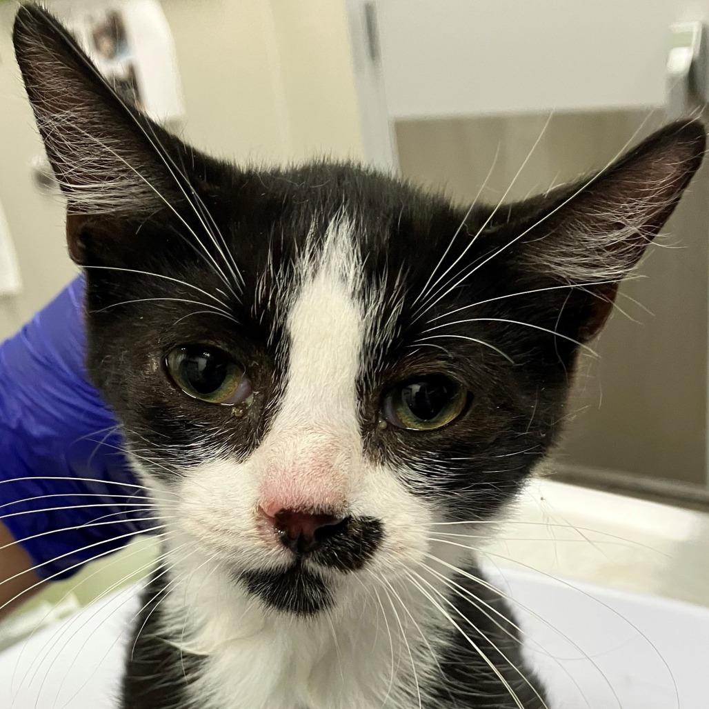 Enlarge Liam, a Adoptable Domestic Short Hair in Las Cruces, NM image 2/5