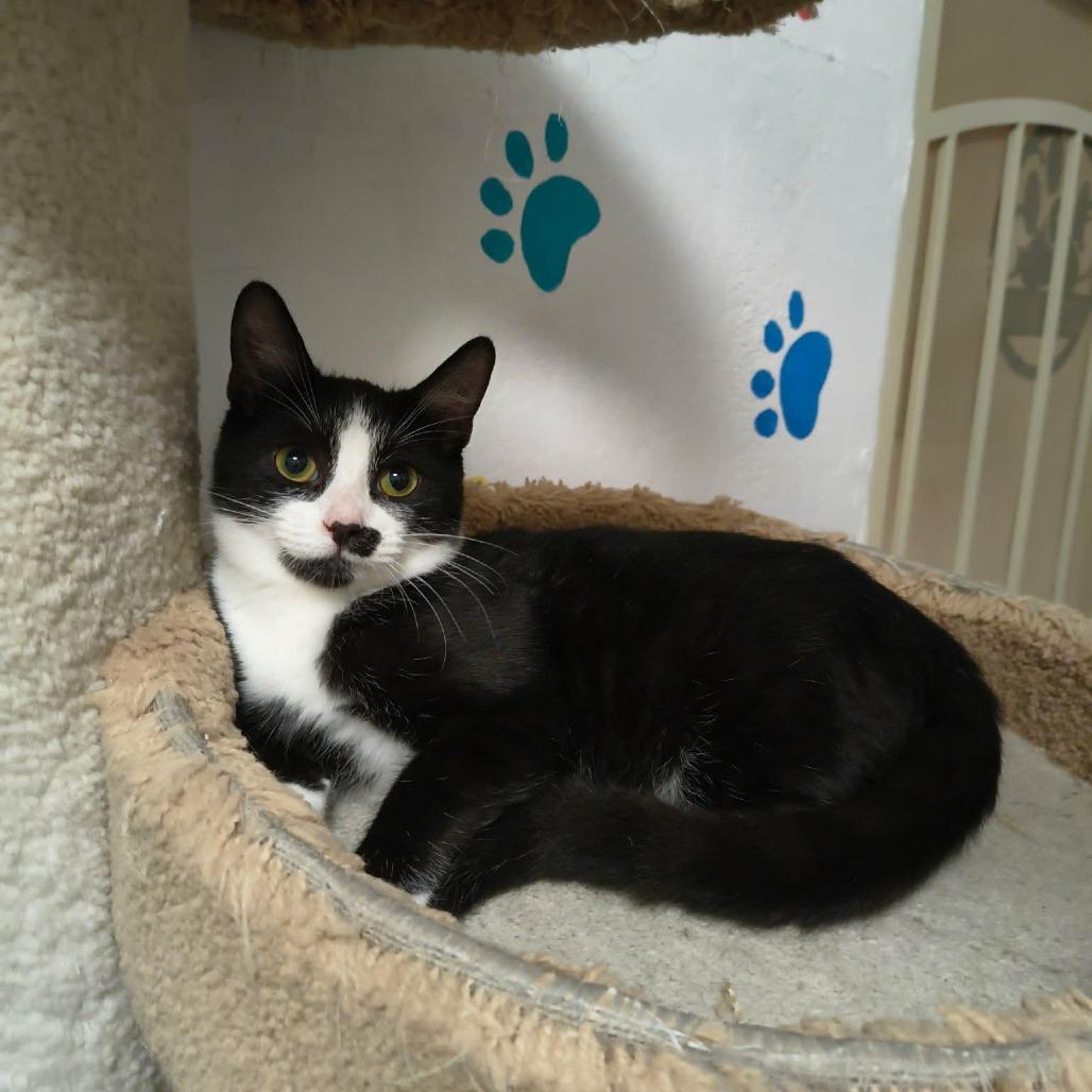 Enlarge Liam, a Adoptable Domestic Short Hair in Las Cruces, NM image 4/5