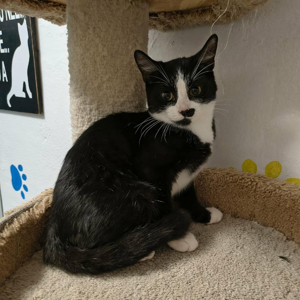 Enlarge Liam, a Adoptable Domestic Short Hair in Las Cruces, NM image 5/5