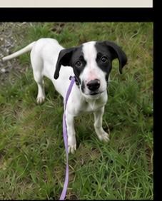 Enlarge Puddles, a Adoptable mixed breed in Mount Juliet, TN image 2/6